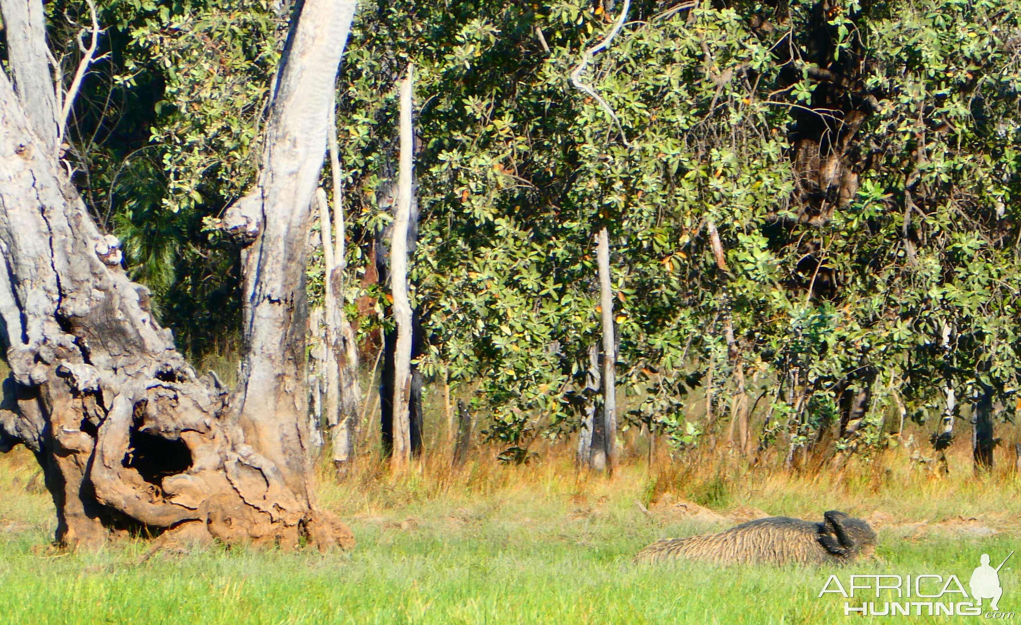 Boar Hunting Australia