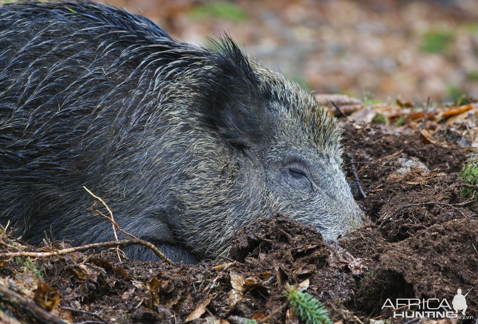 Boar Hunting New Zealand