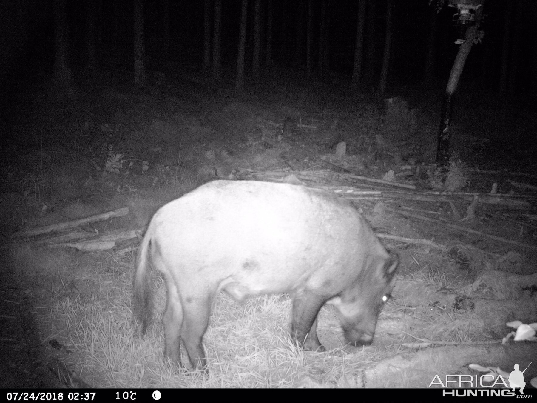 Boar Trail Cam Pictures Sweden