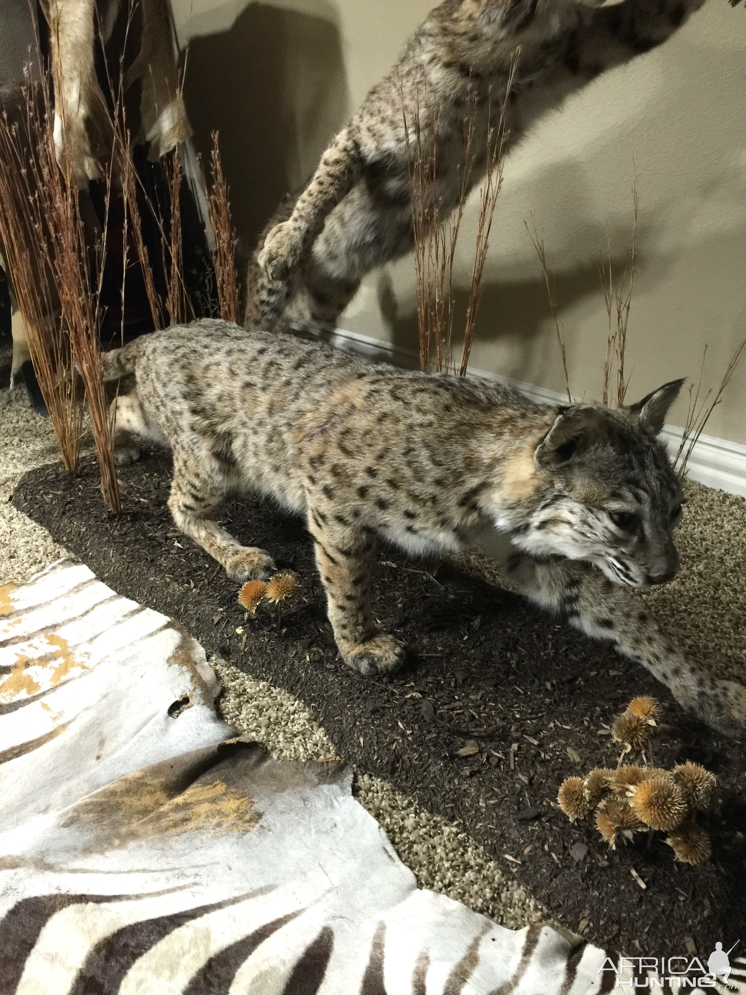 Bobcat Full Mount Taxidermy