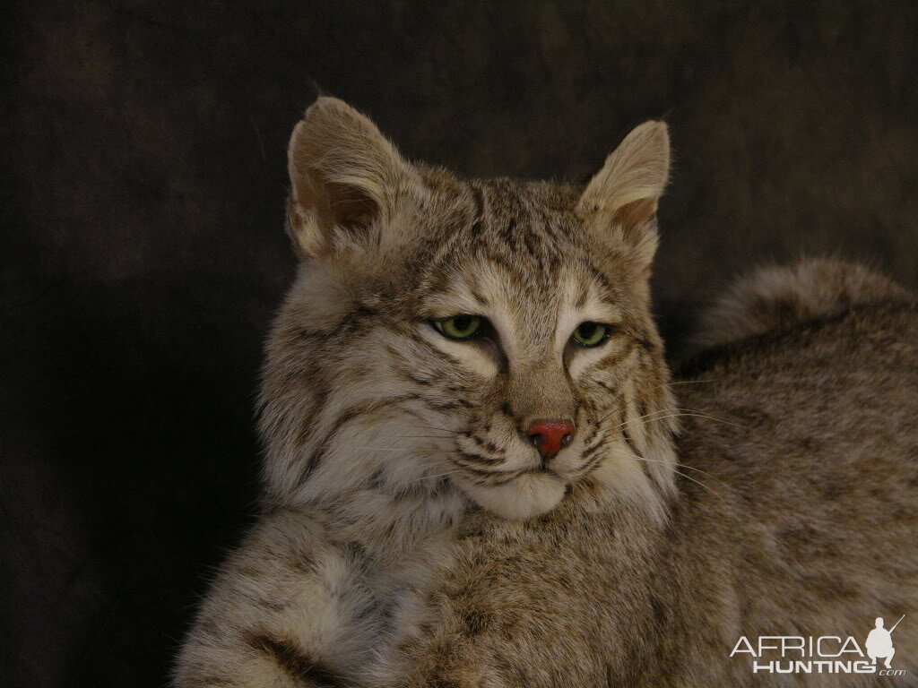 Bobcat Mount Taxidermy