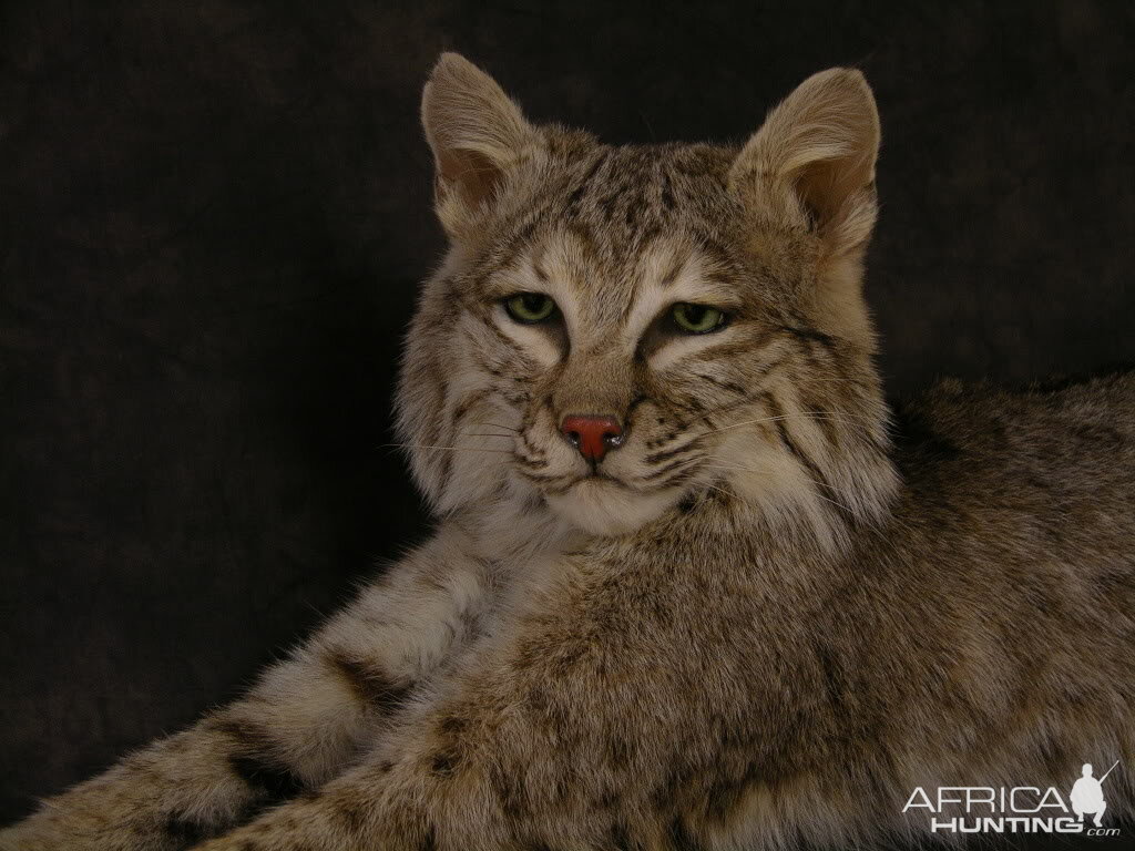 Bobcat Mount Taxidermy