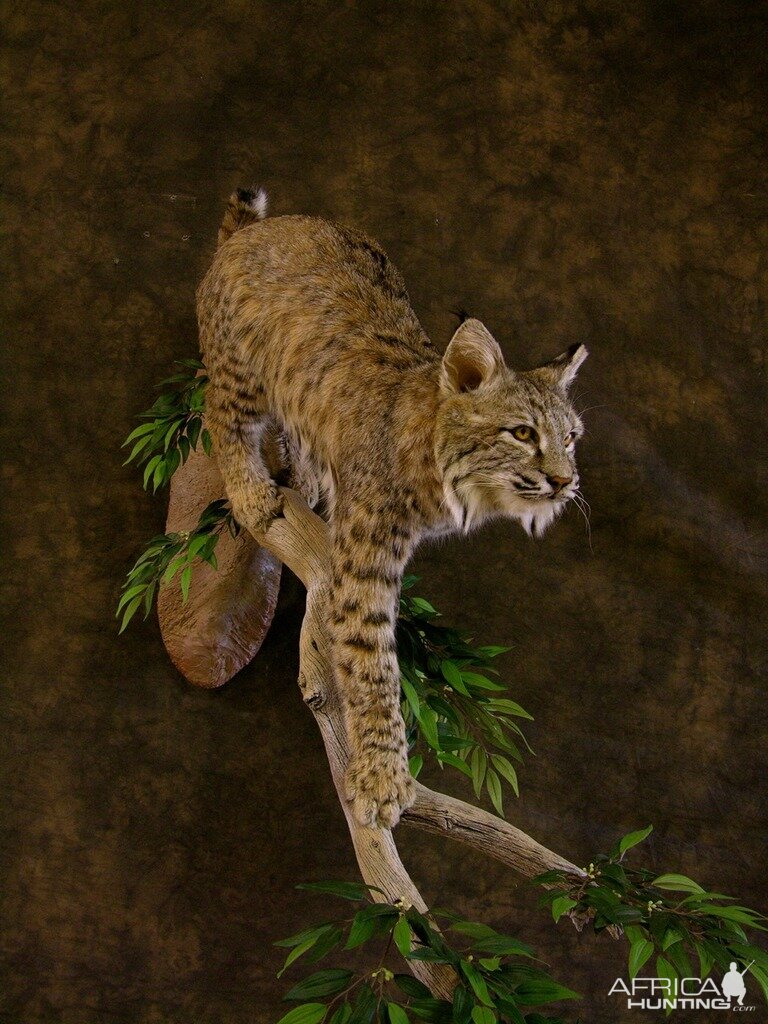 Bobcat Mount - Sahana's Taxidermy - Predator Hunting - NJ Woods & Water