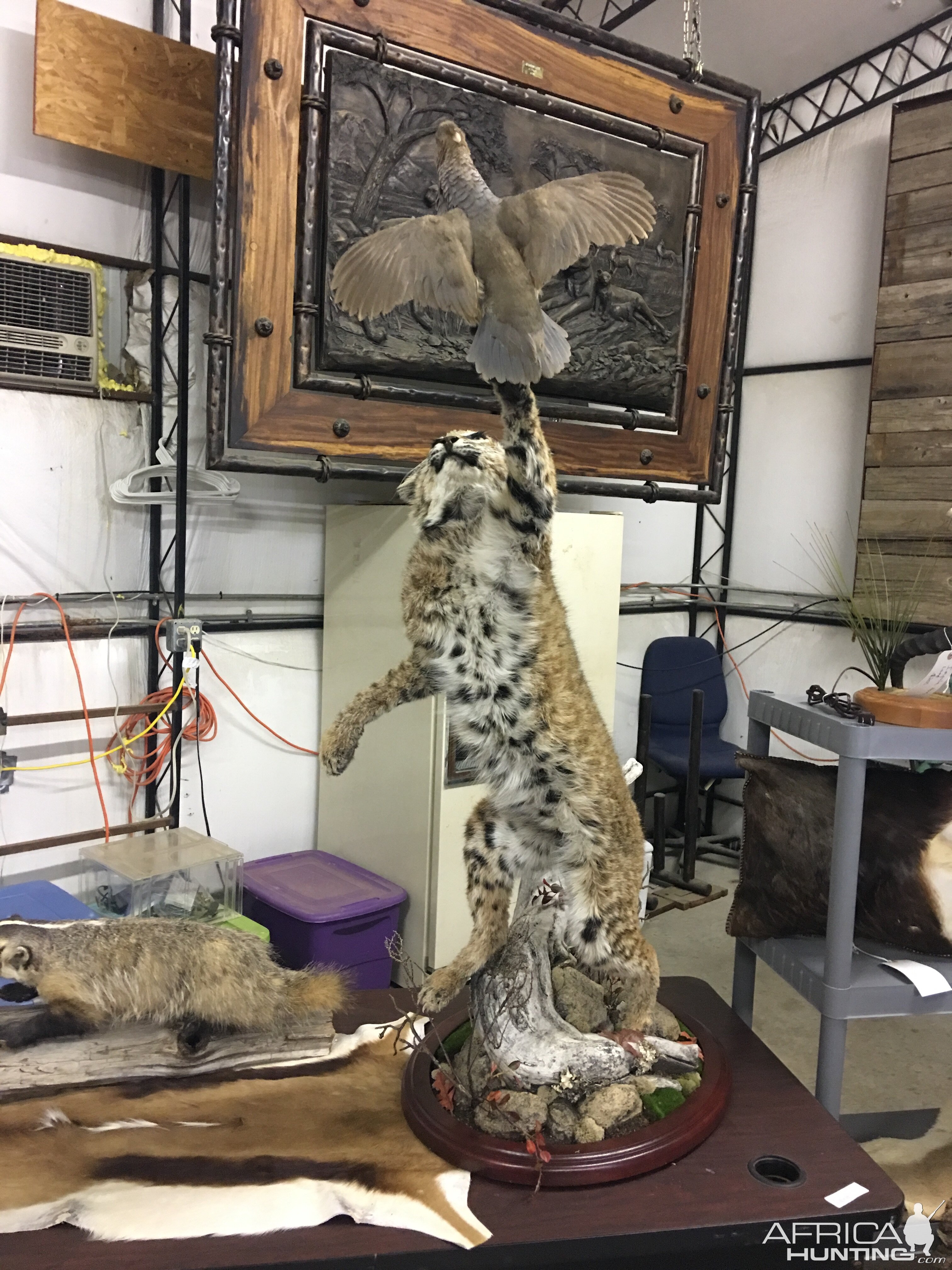 Bobcat & Quail Full Mount Taxidermy