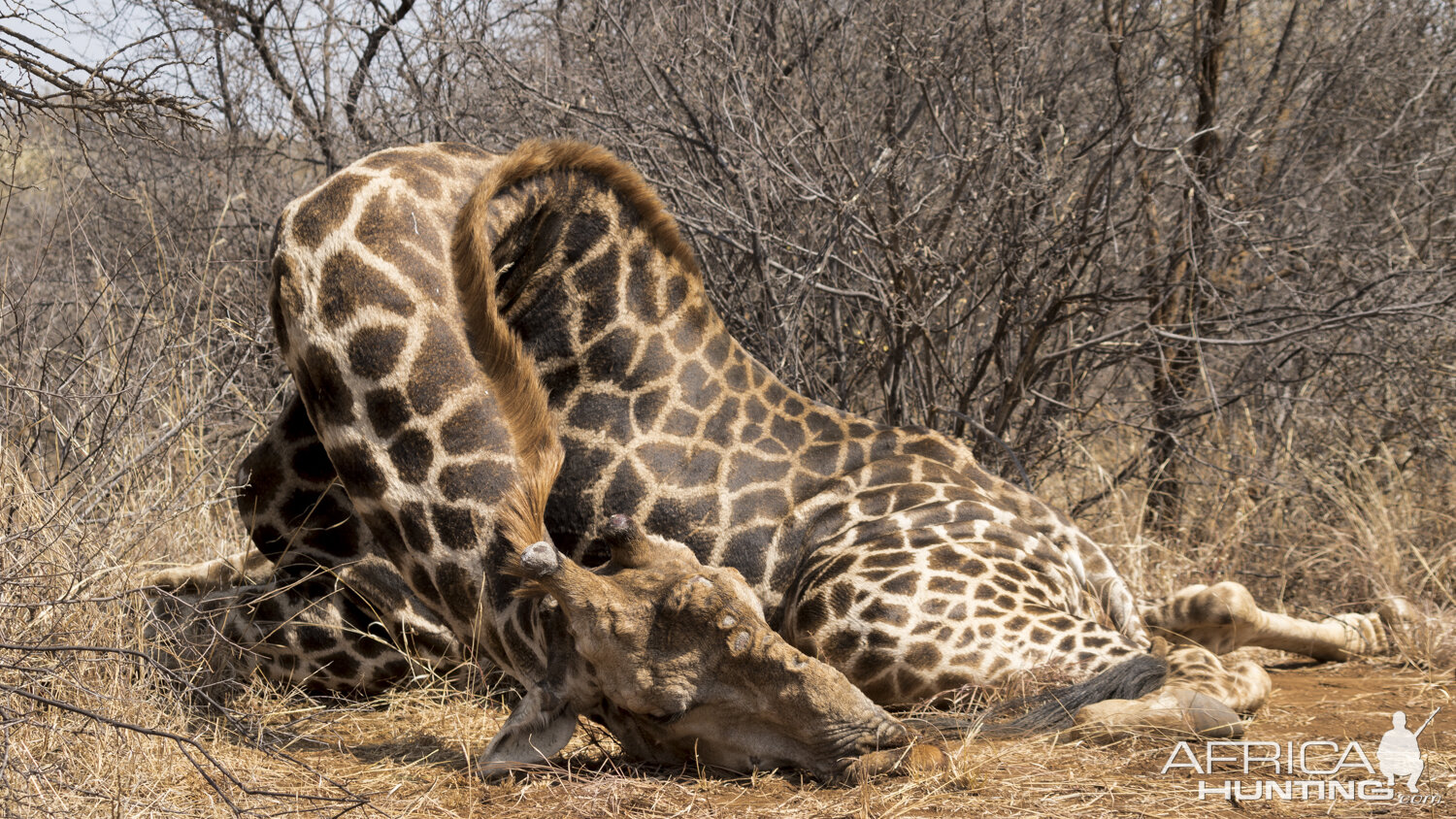 adult giraffe sleeping