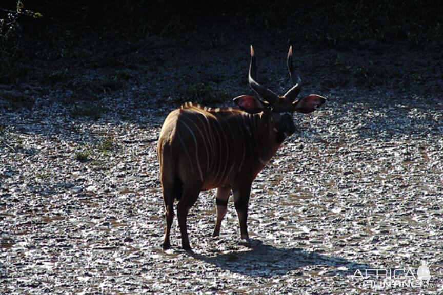 Bongo Central Africa