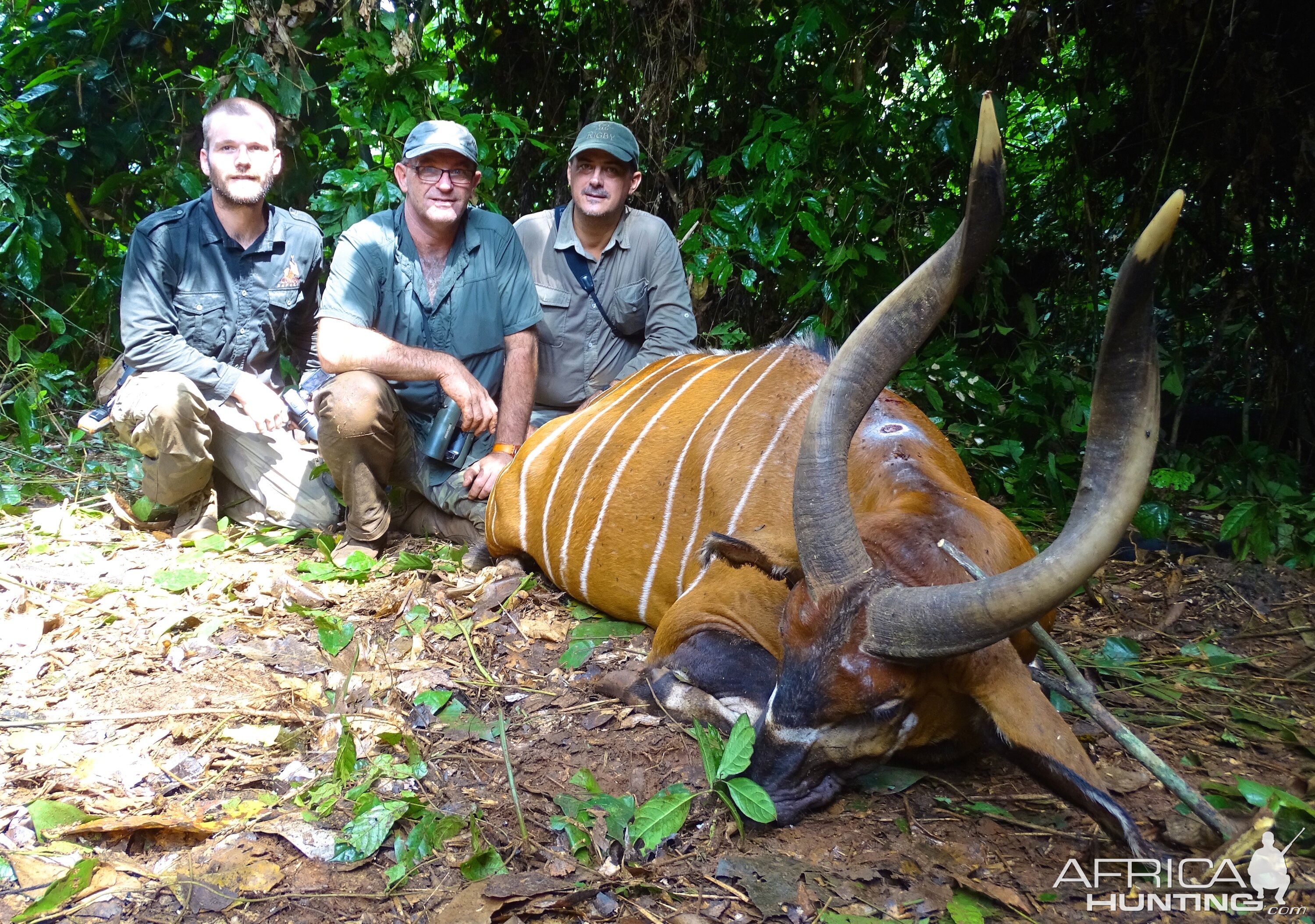 Bongo Congo Hunt