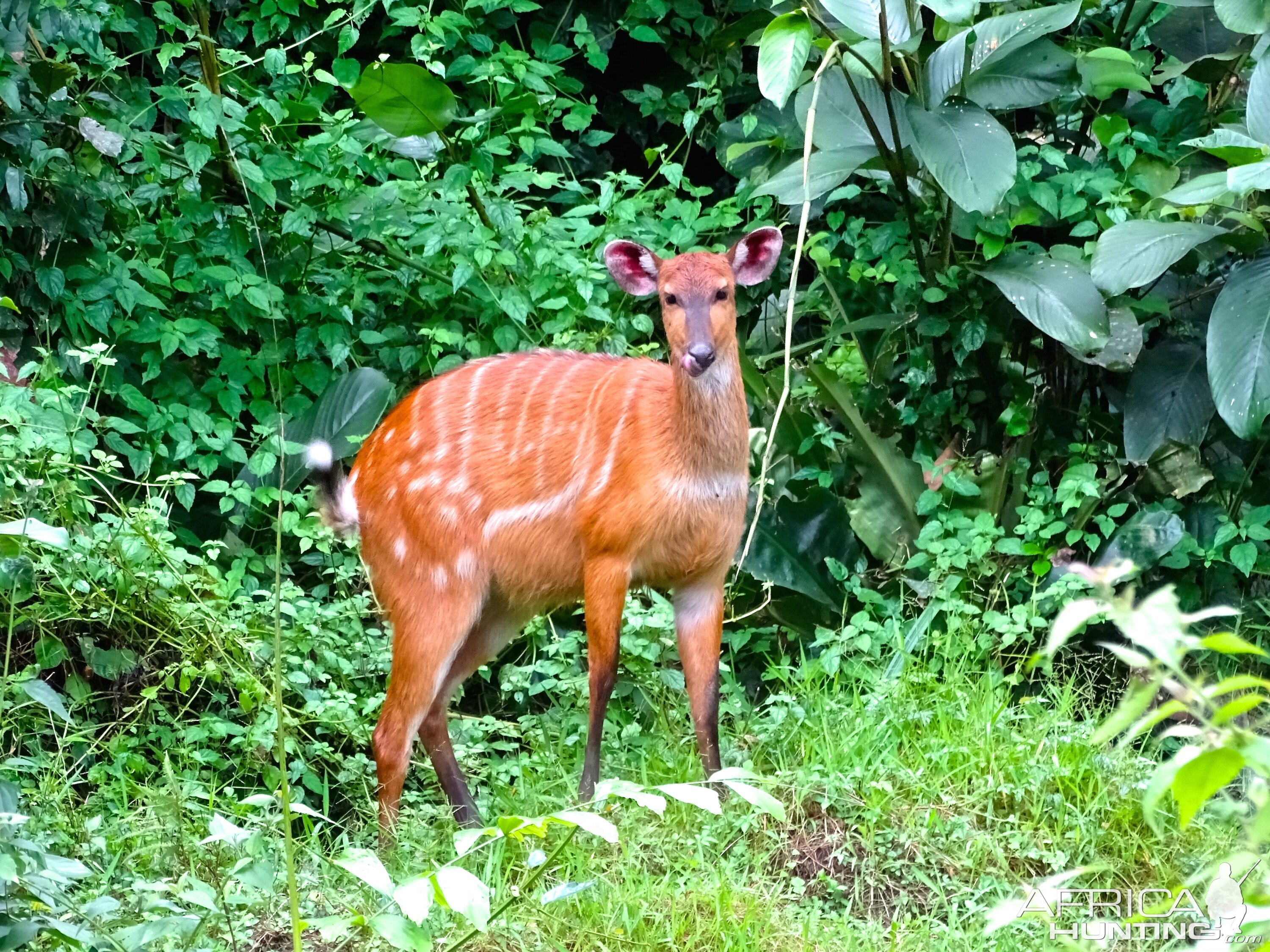 Bongo Female in Congo