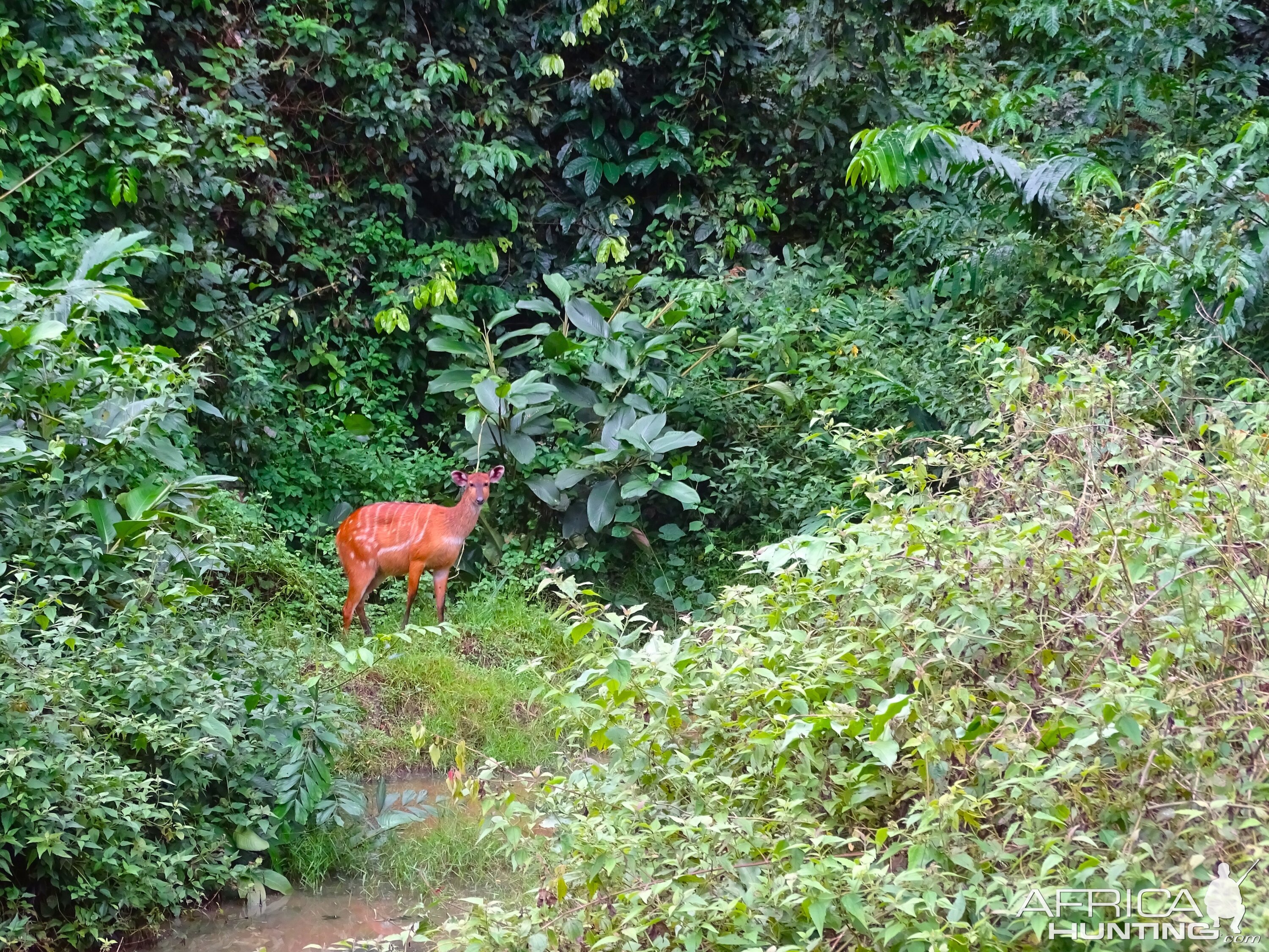 Bongo Female in Congo