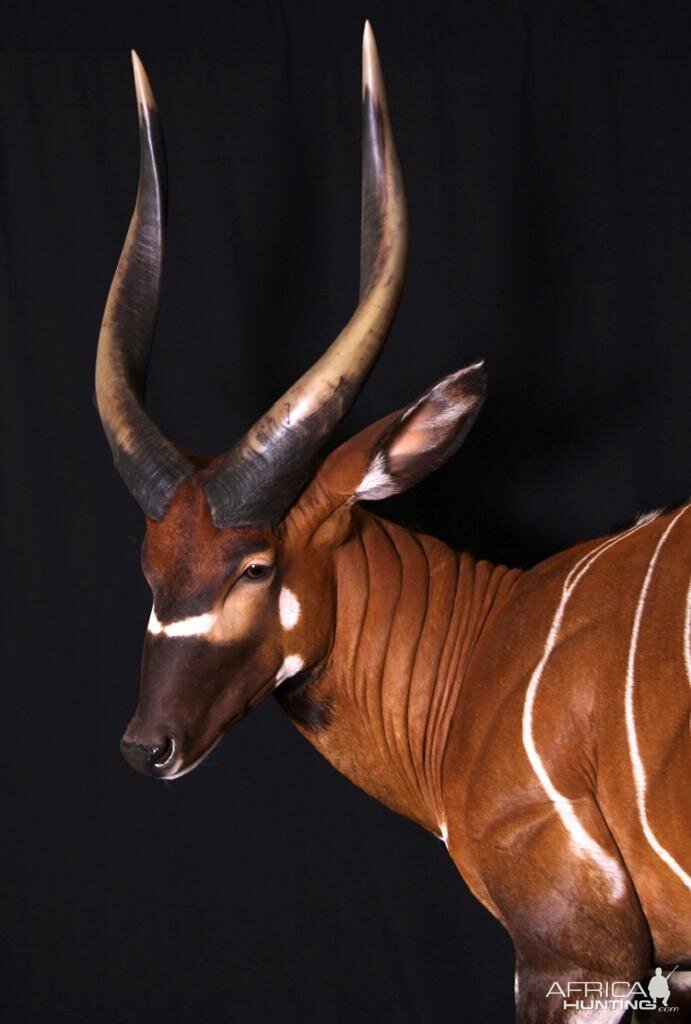 Bongo Full Mount Taxidermy