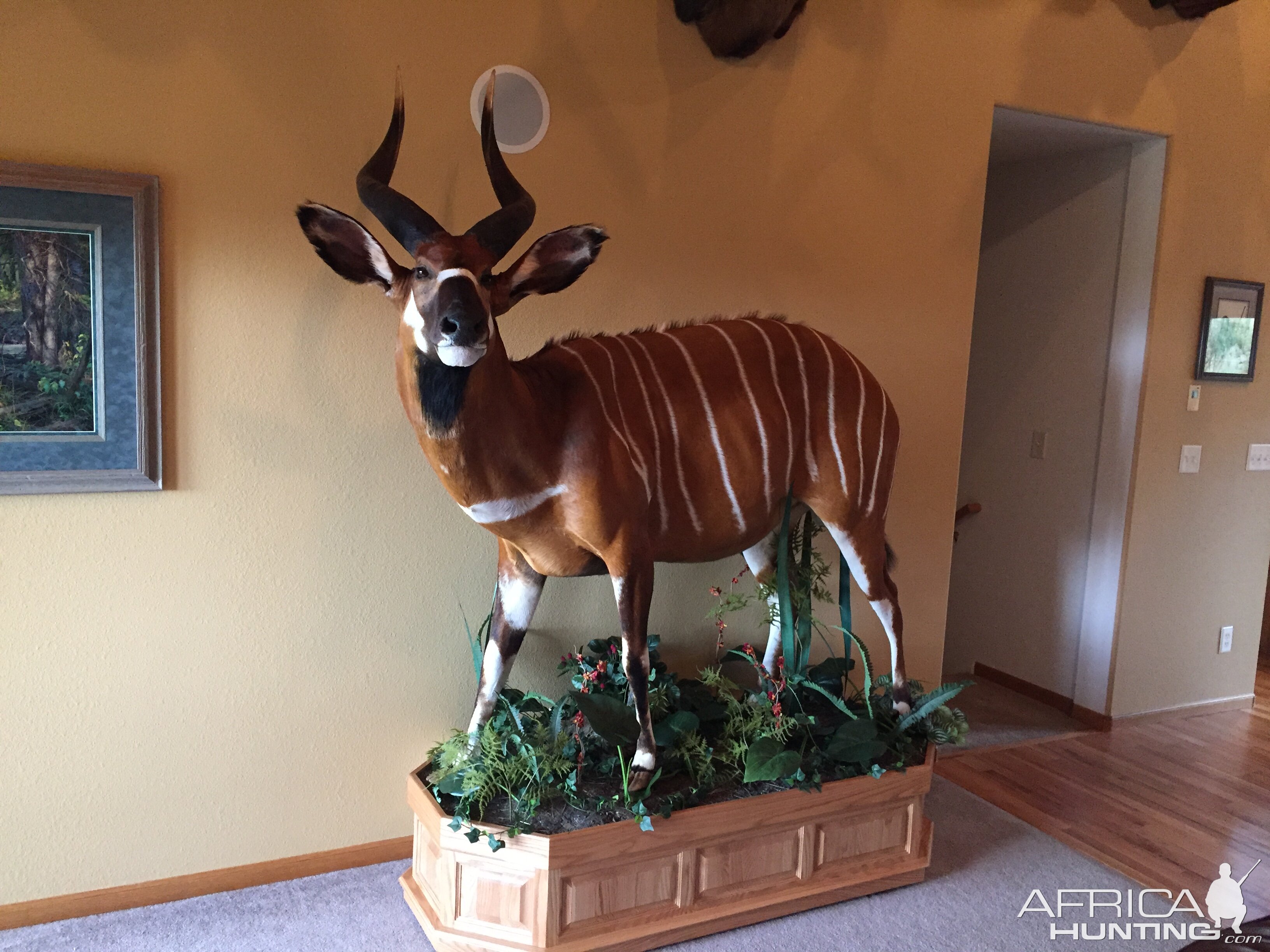 Bongo Full Mount Taxidermy