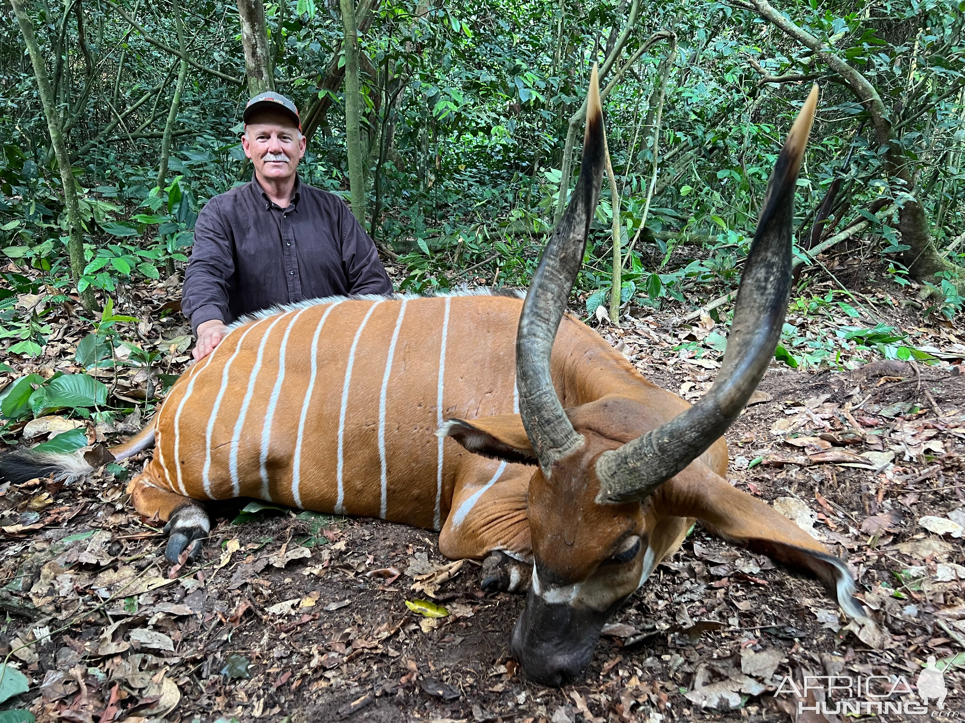 Bongo Hunt Cameroon