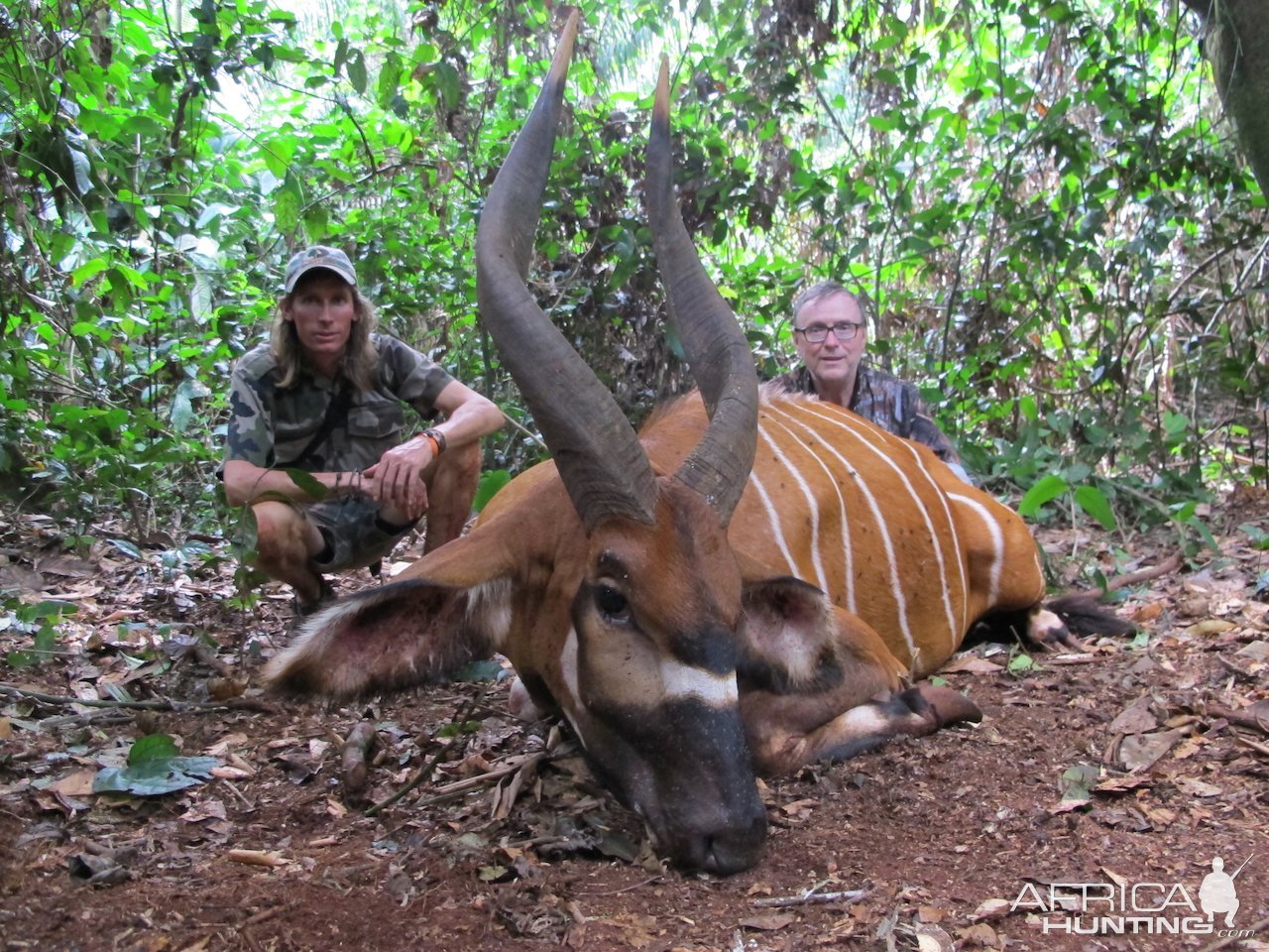 Bongo Hunt Cameroon