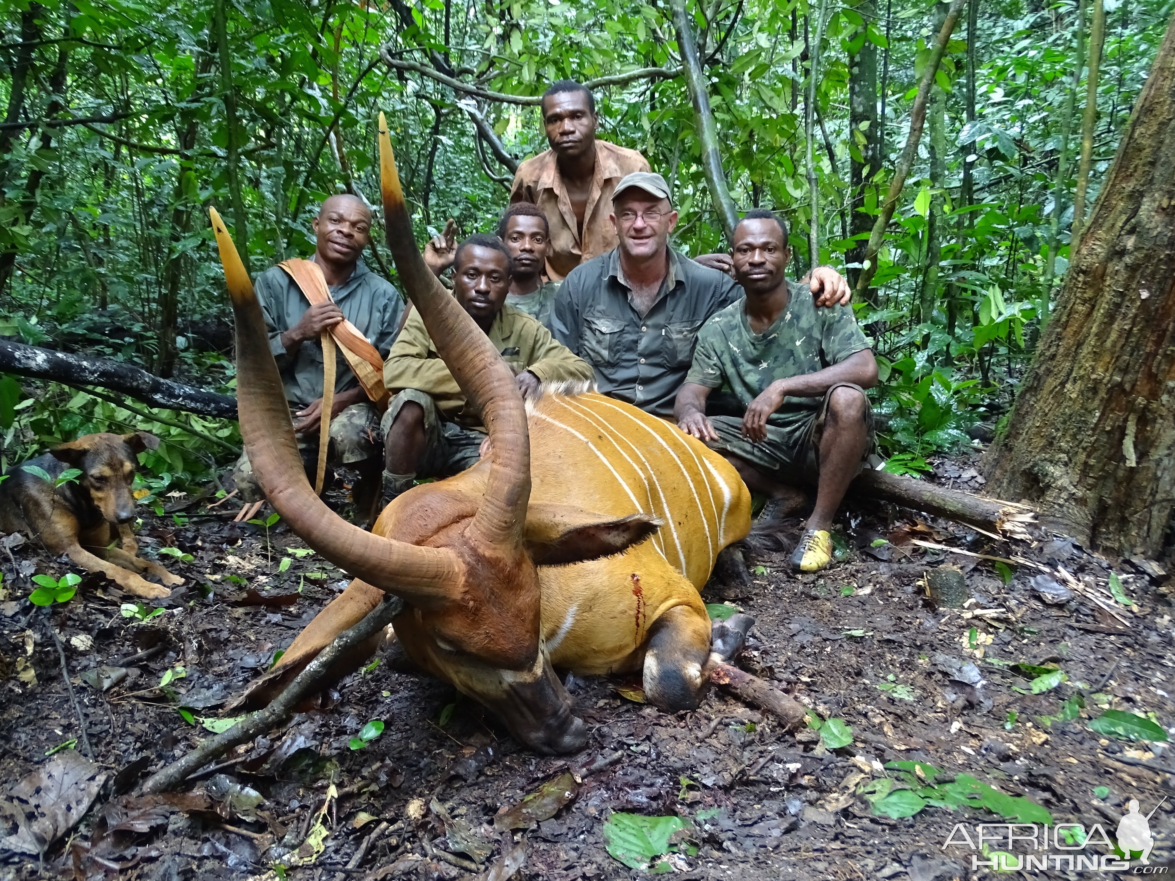 Bongo hunt Congo