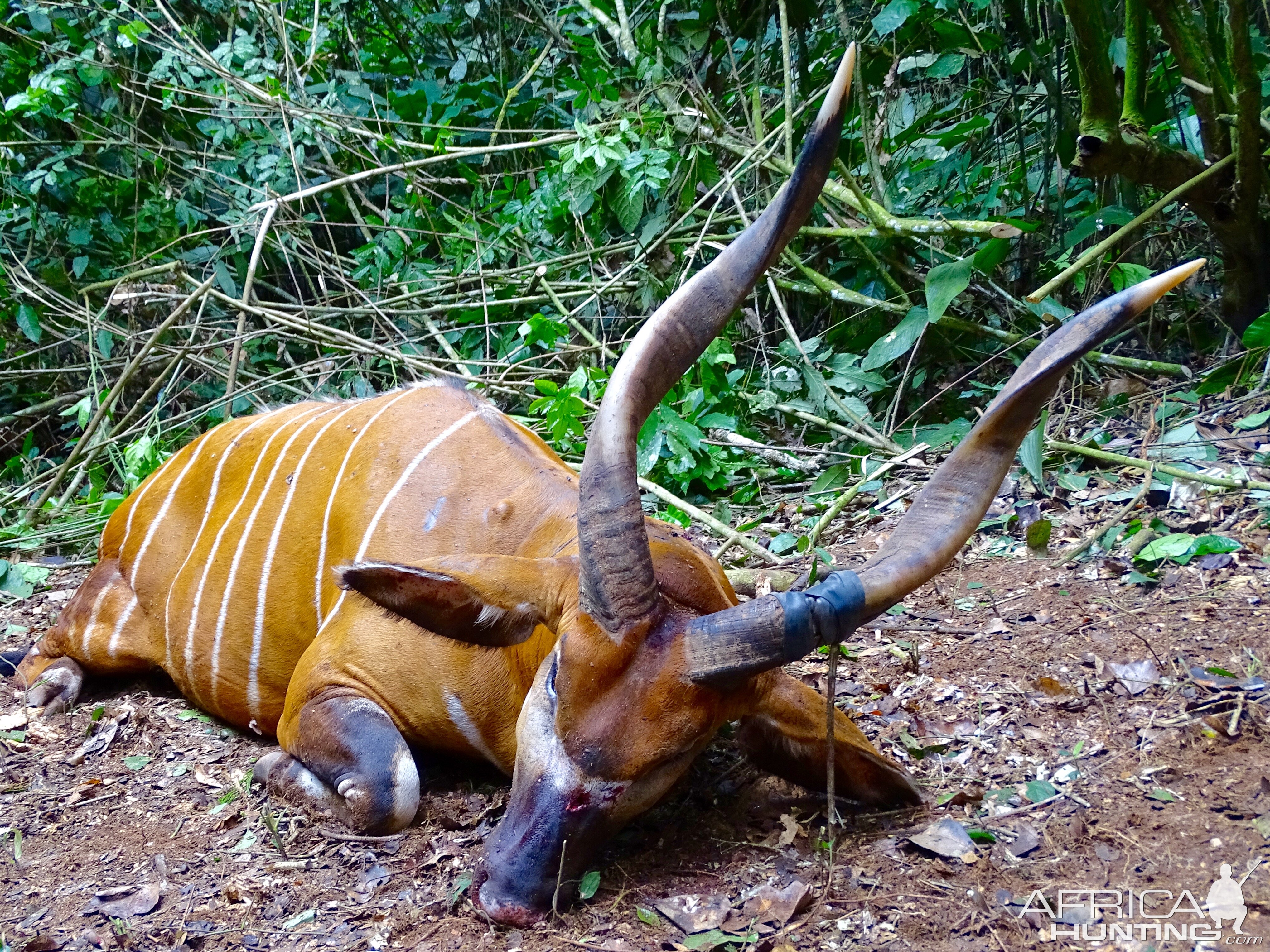 Bongo Hunt in congo