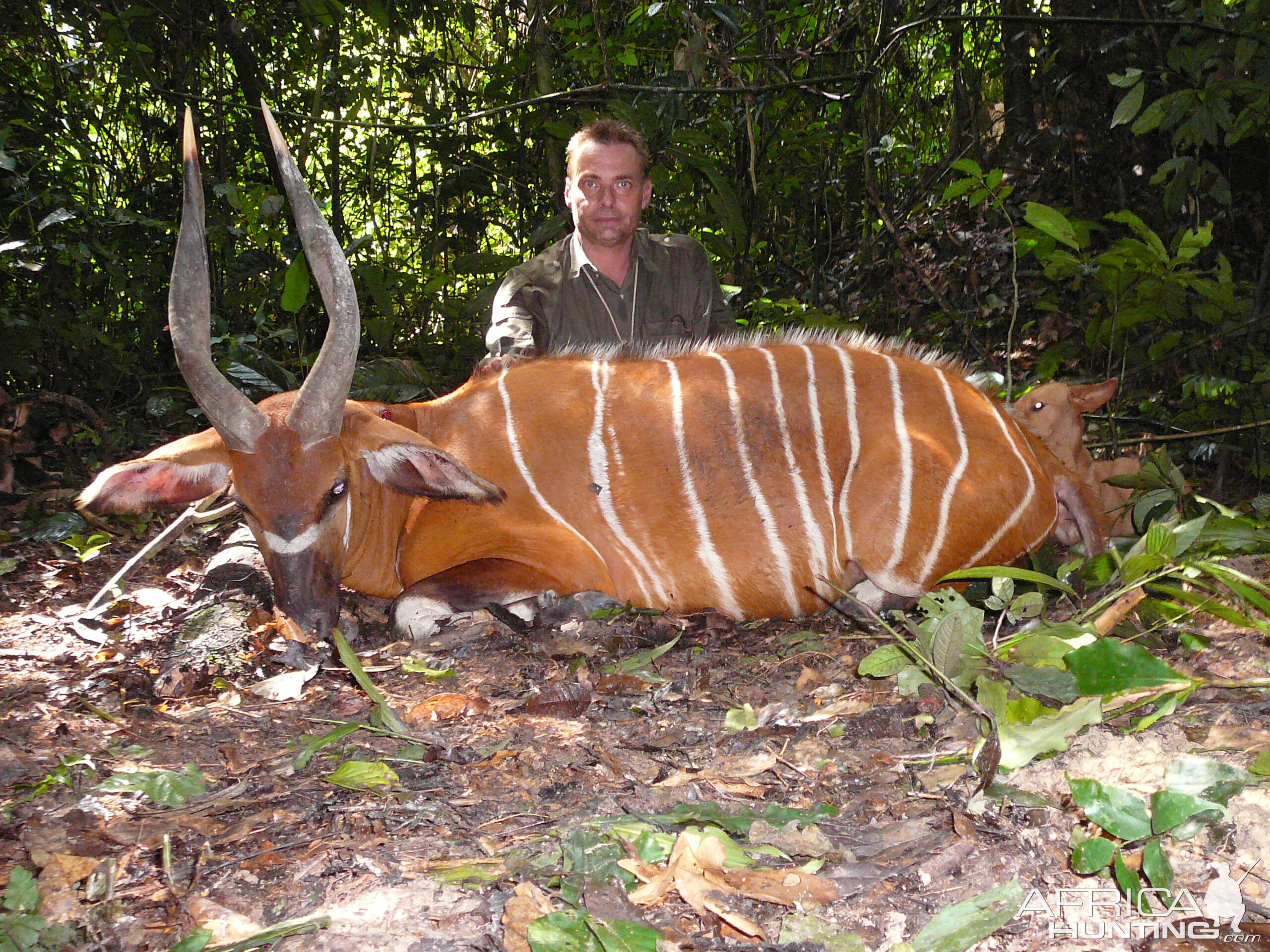 Bongo hunted in Cameroon with Club Faune