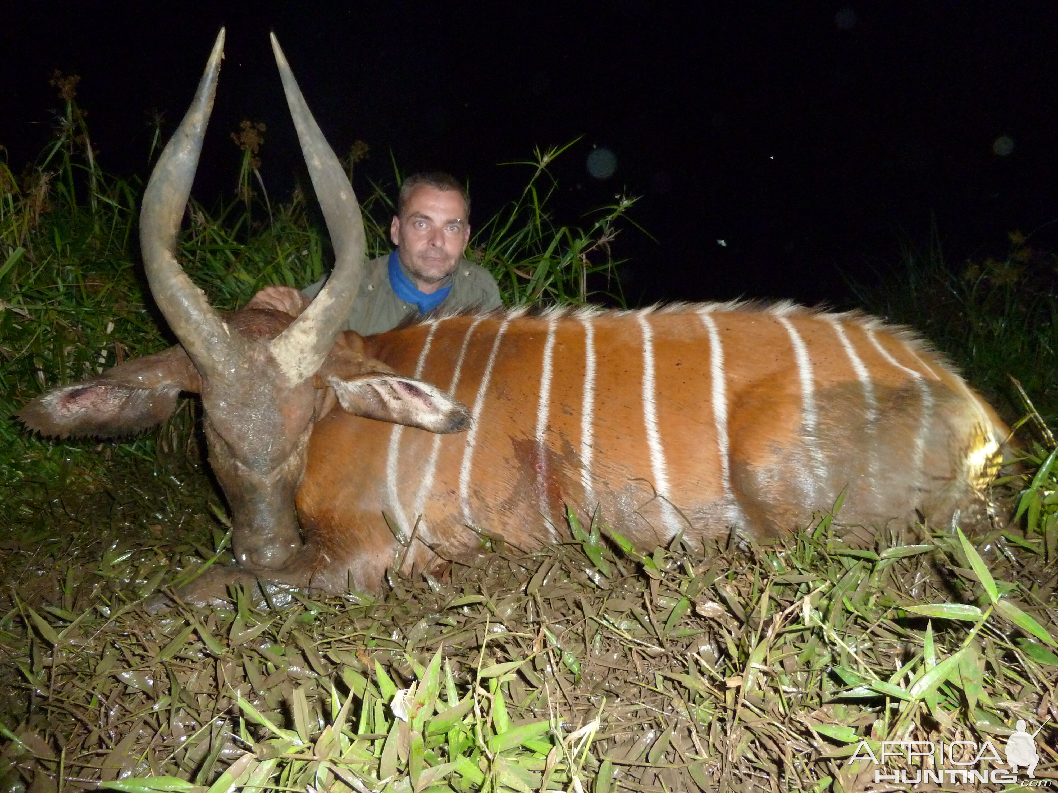 Bongo hunted in Cameroon with Club Faune