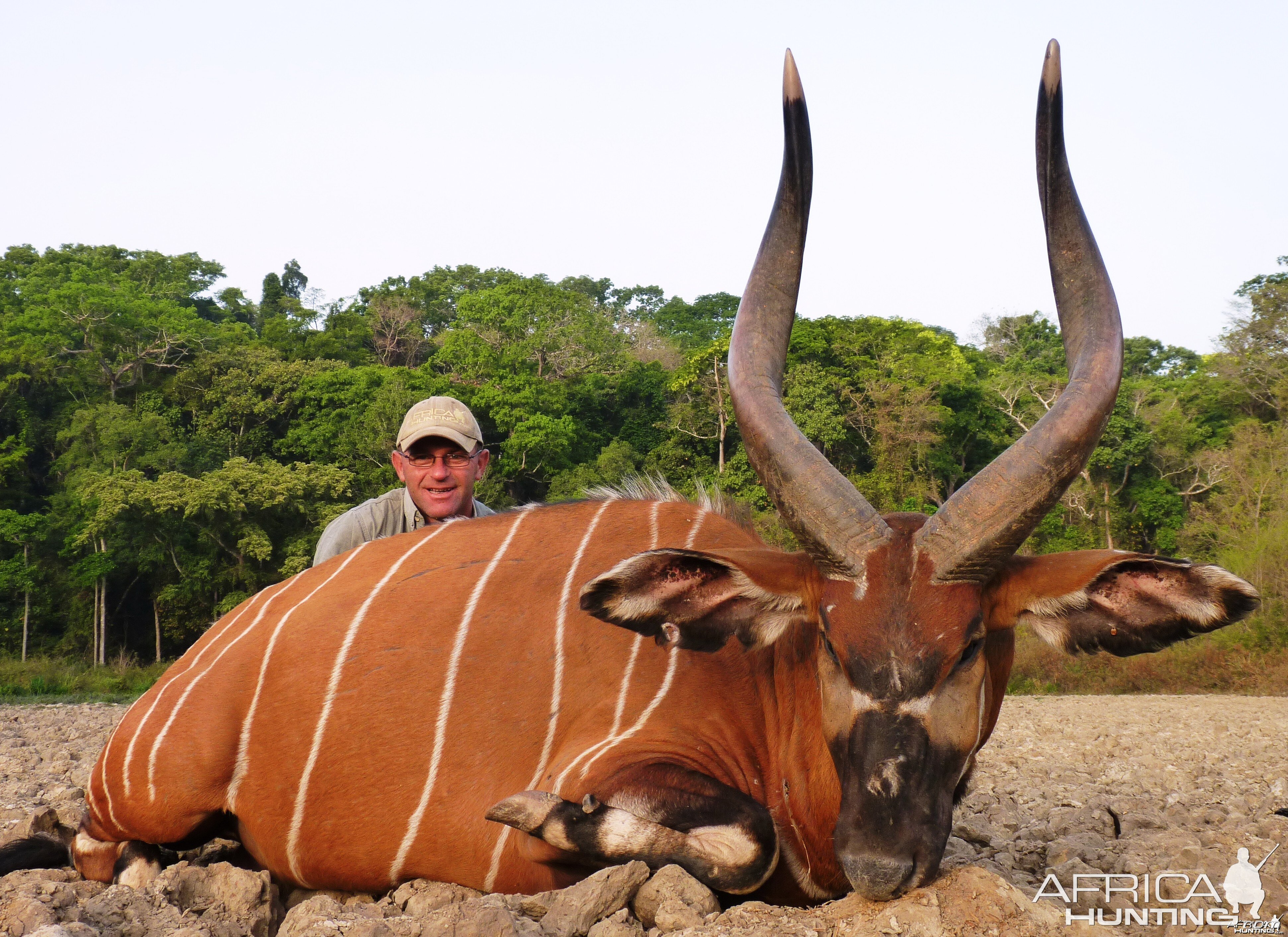 Bongo hunted in CAR with Central African Wildlife Adventures