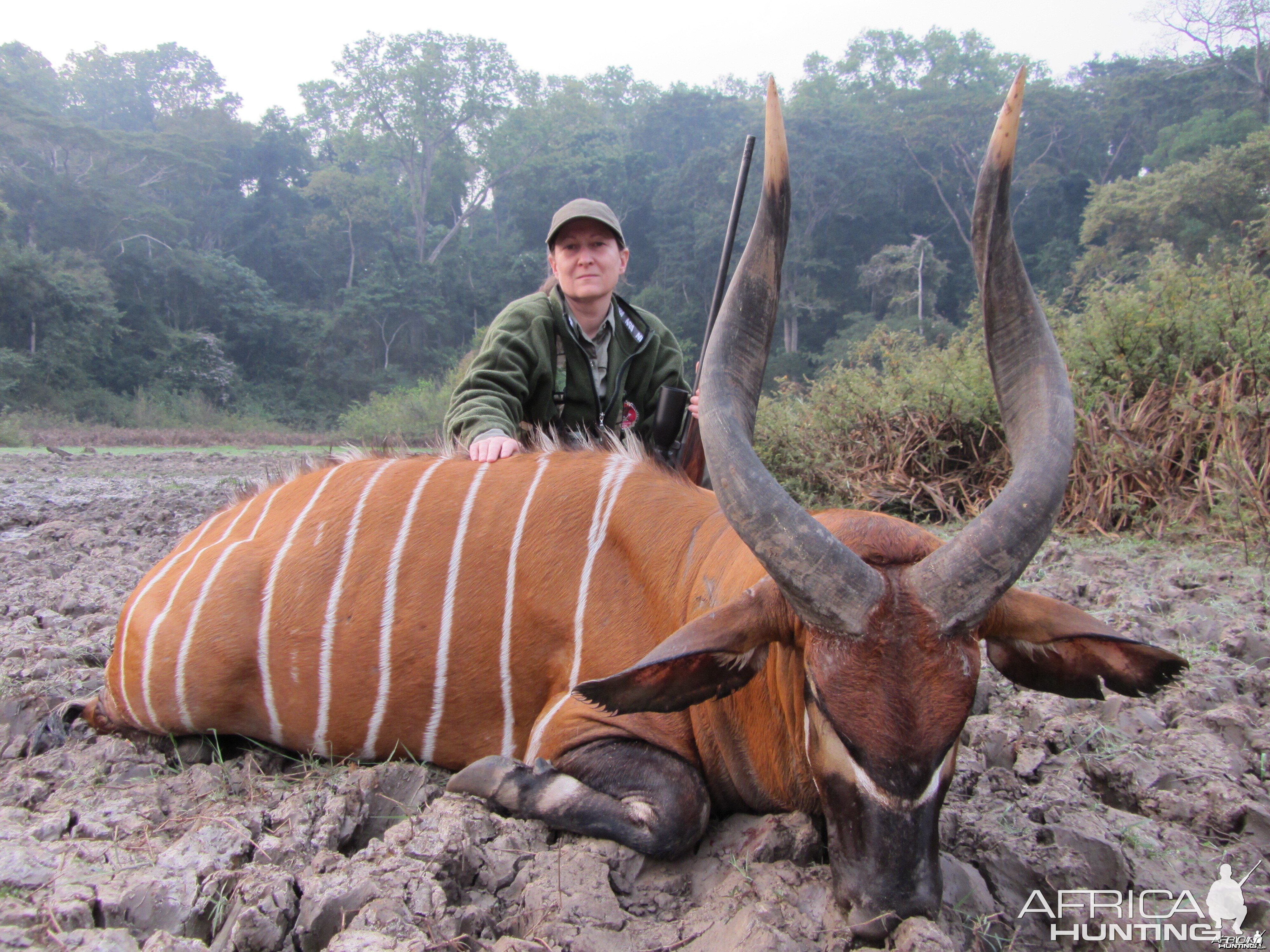 Bongo hunted in CAR