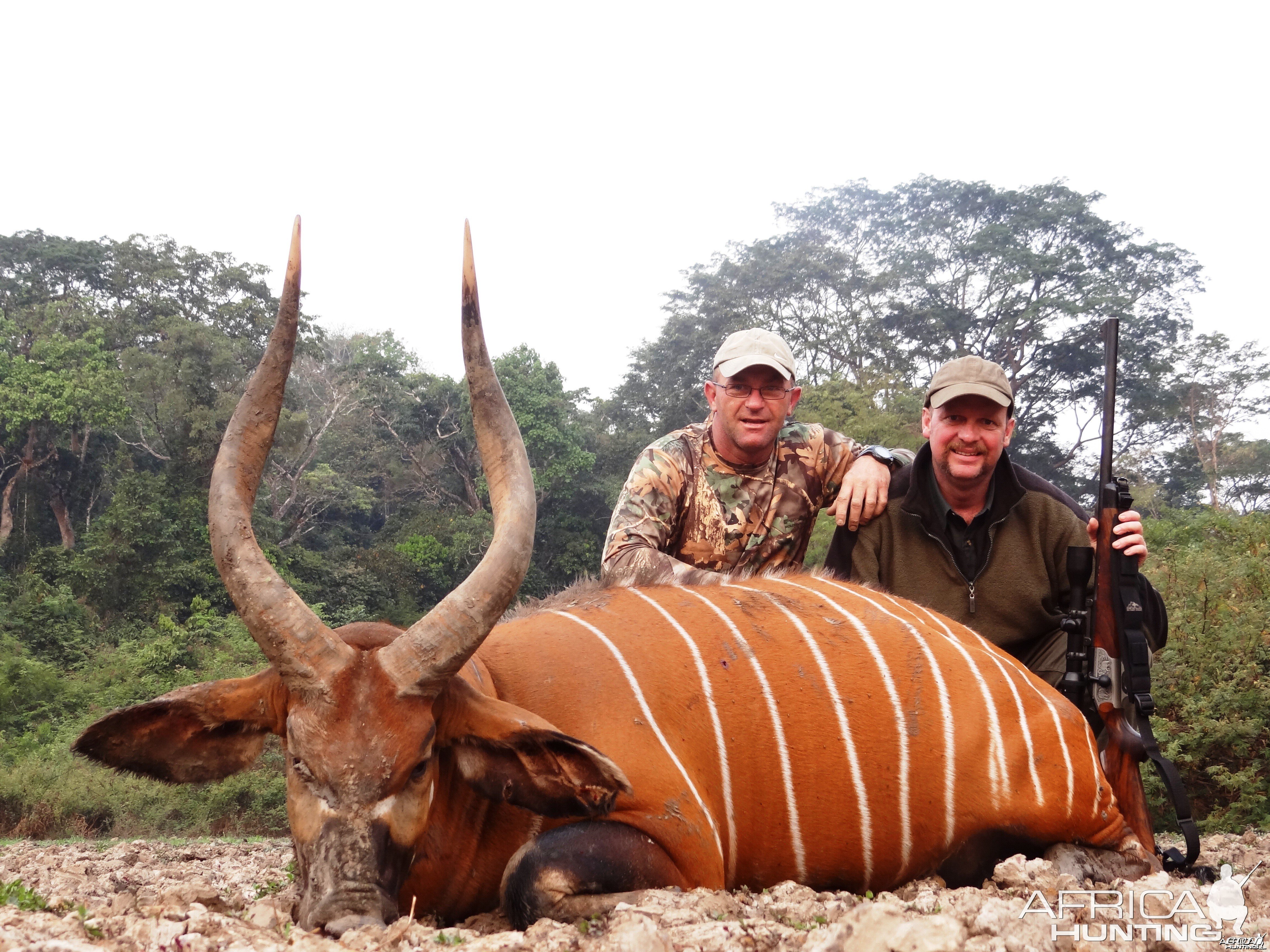 Bongo hunted in CAR