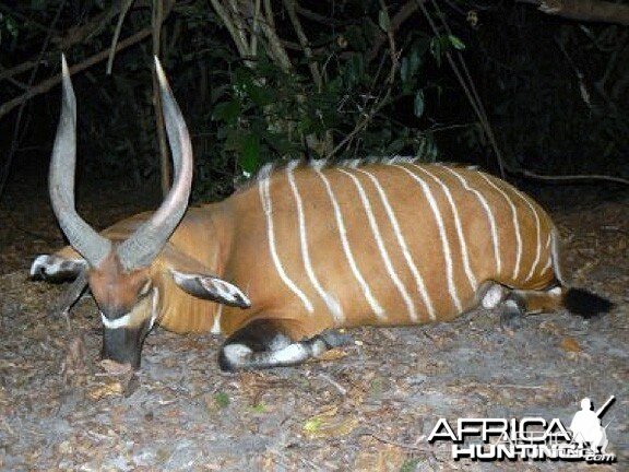 Bongo Hunted in Central Africa CAR