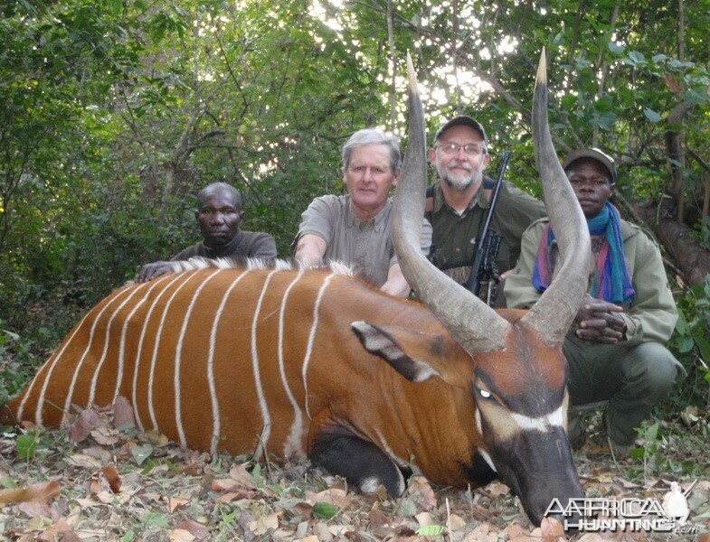 Bongo hunted in Central Africa with Club Faune