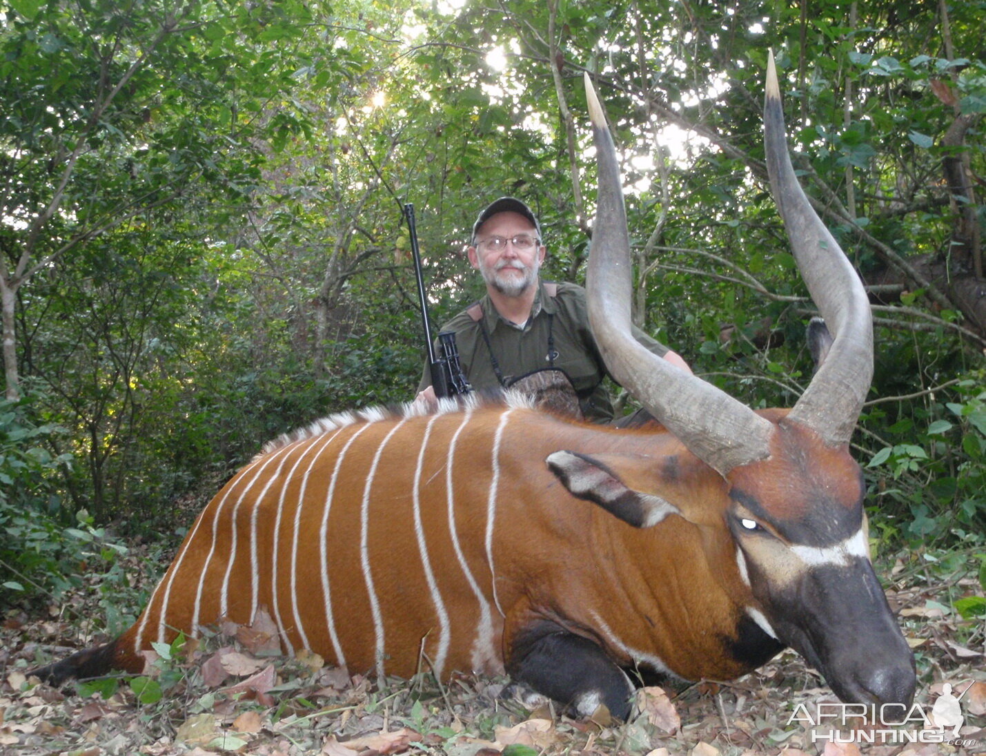 Bongo hunted in Central Africa with Club Faune