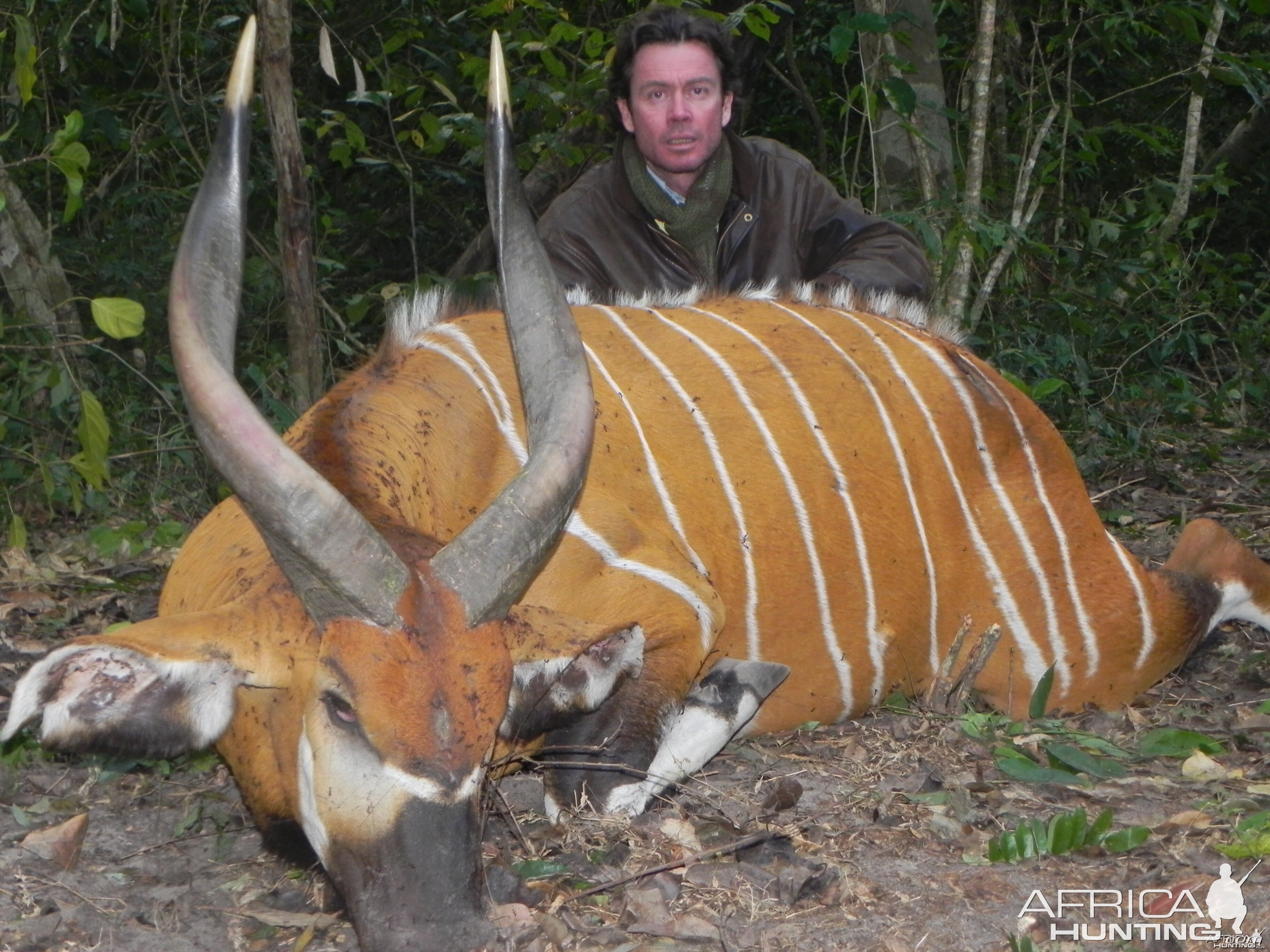 Bongo hunted in Central Africa with Club Faune