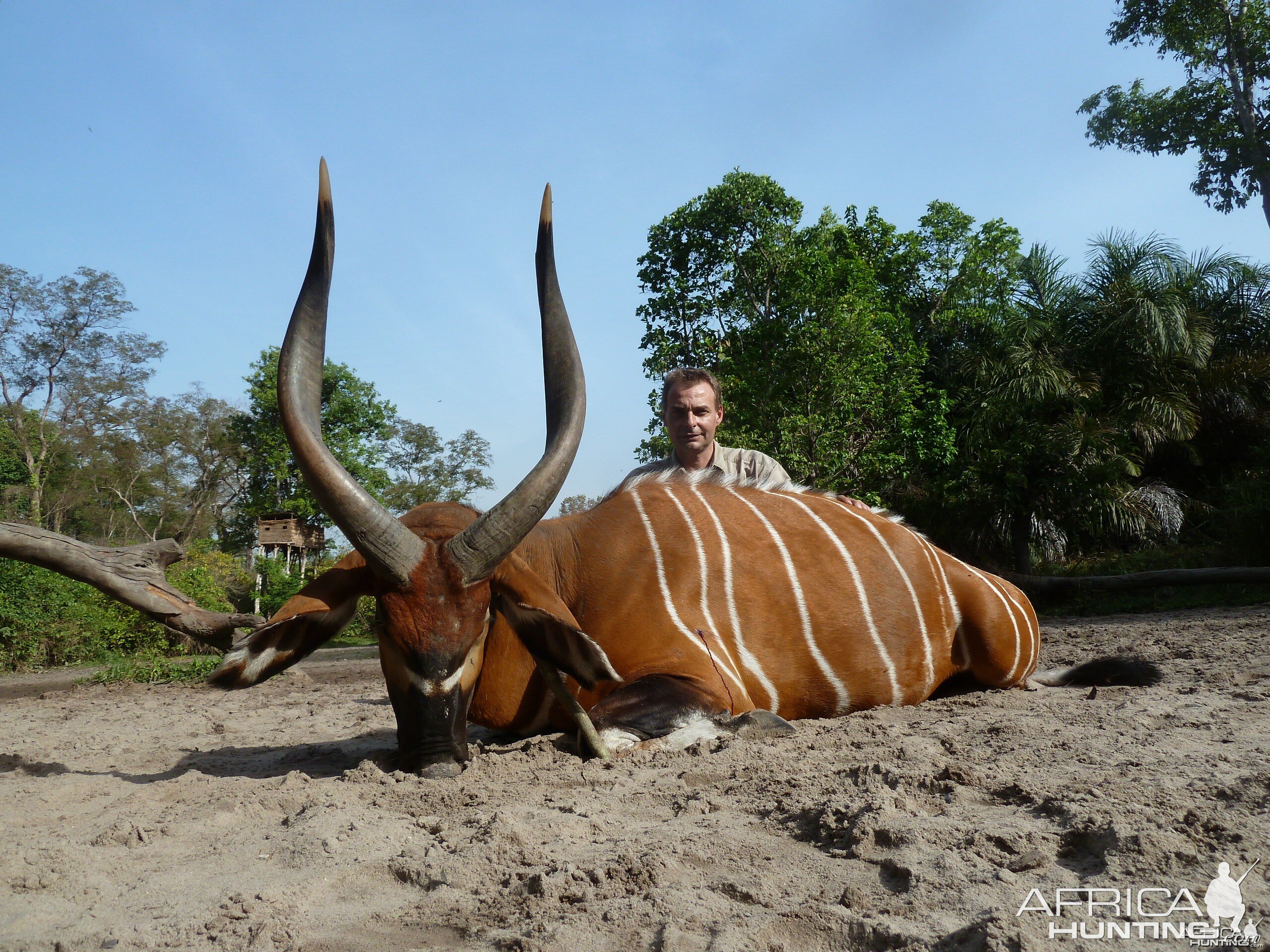 Bongo hunted in Central Africa with Club Faune