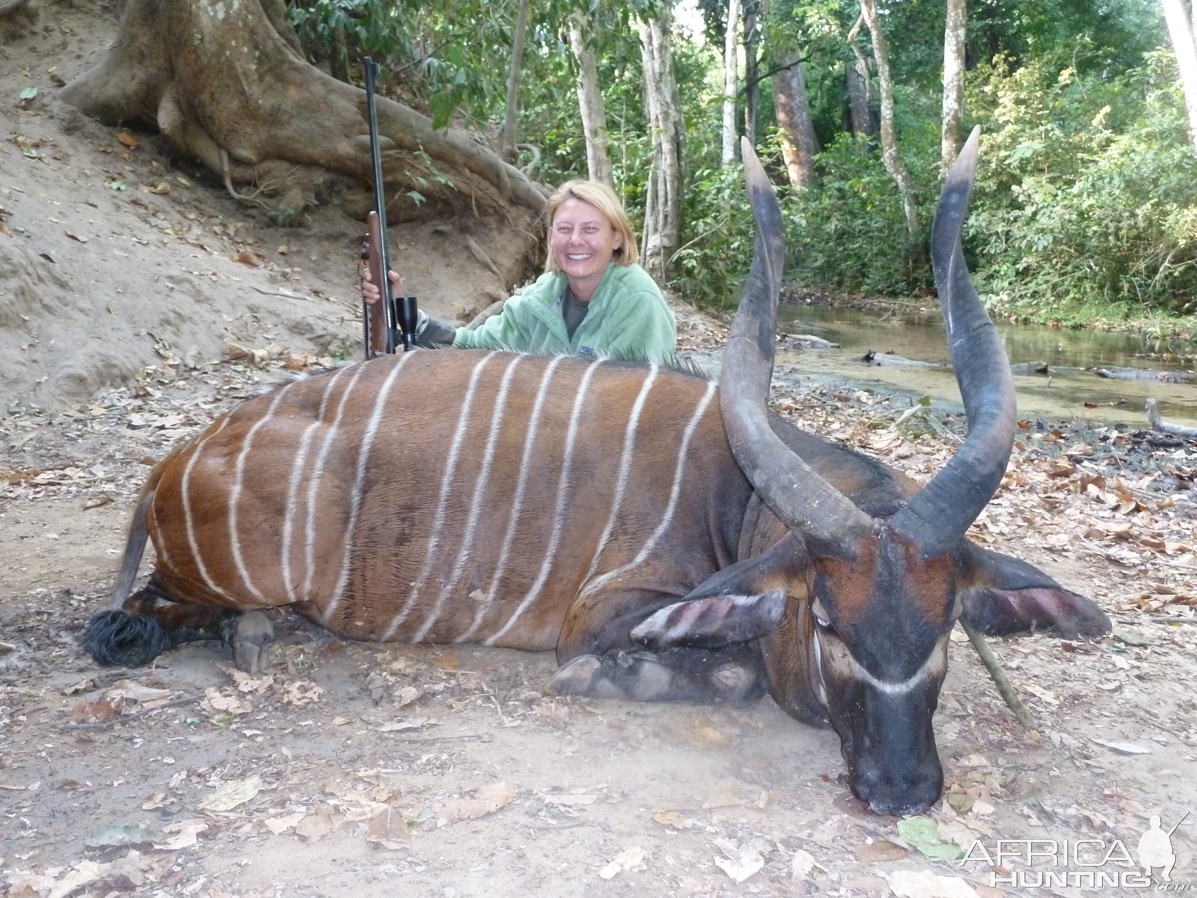 Bongo hunted in Central Africa with Club Faune