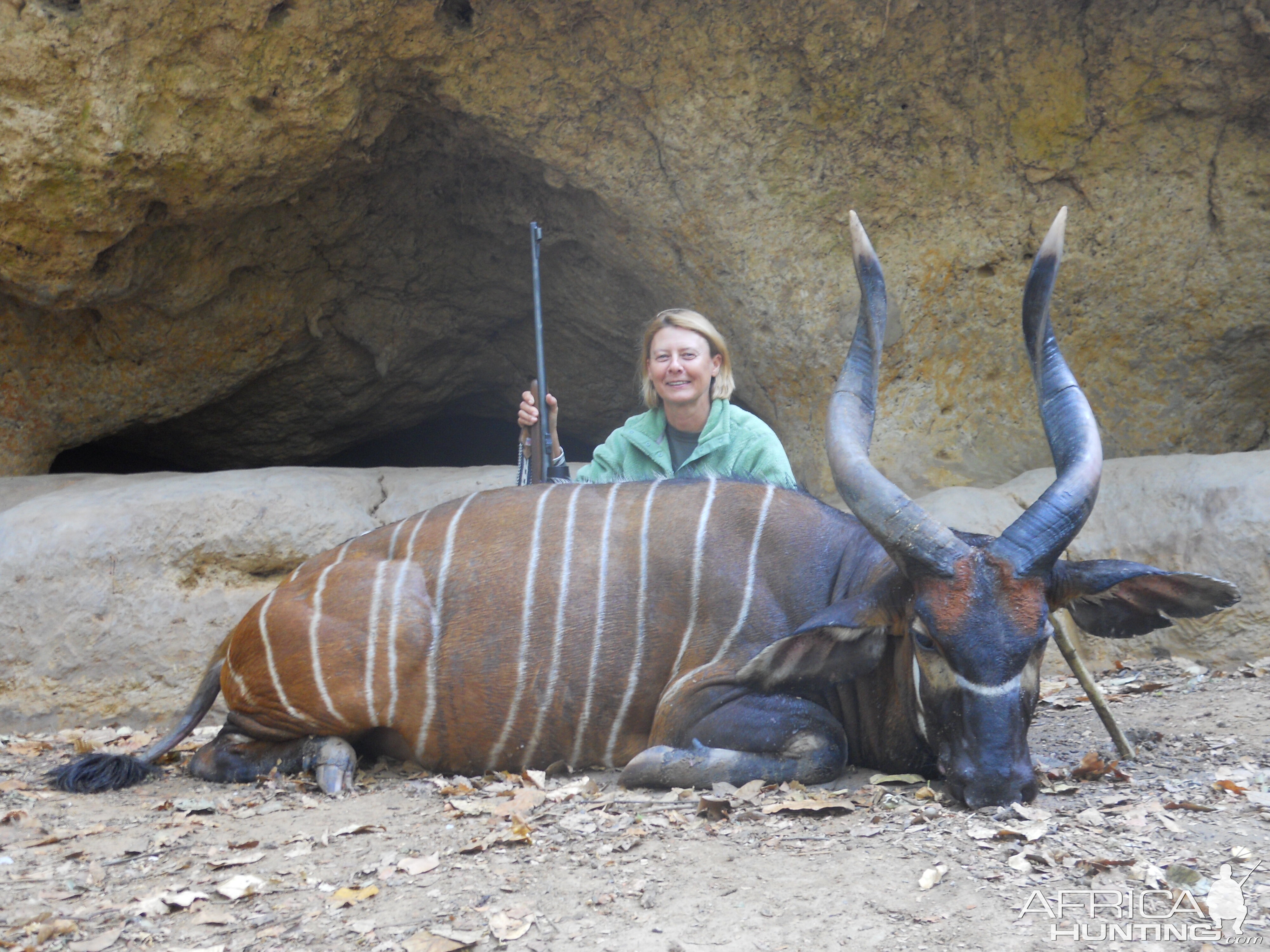 Bongo hunted in Central Africa with Club Faune