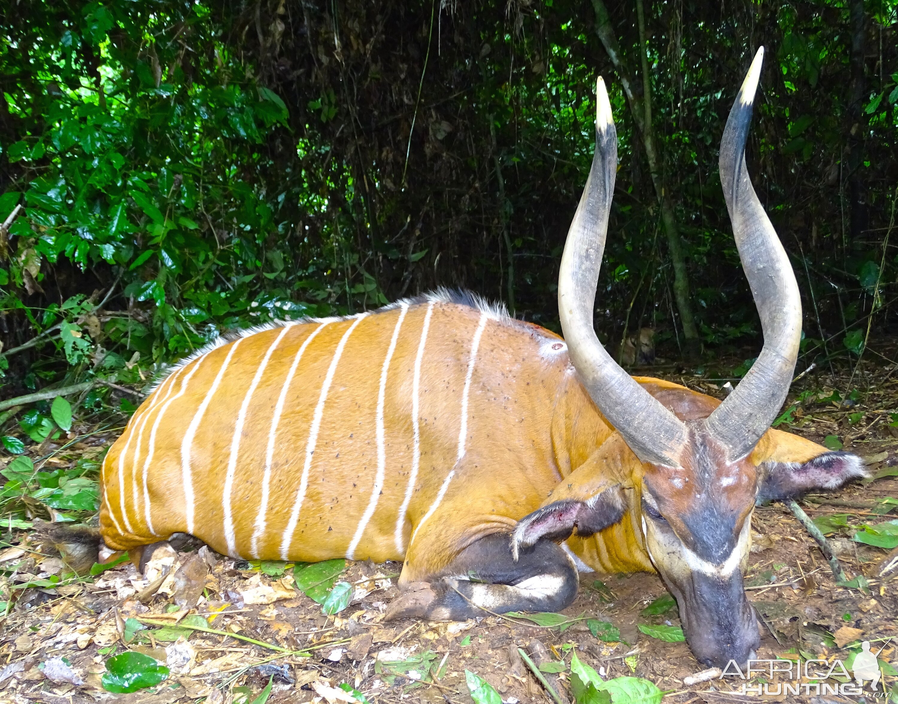 Bongo Hunting in Congo