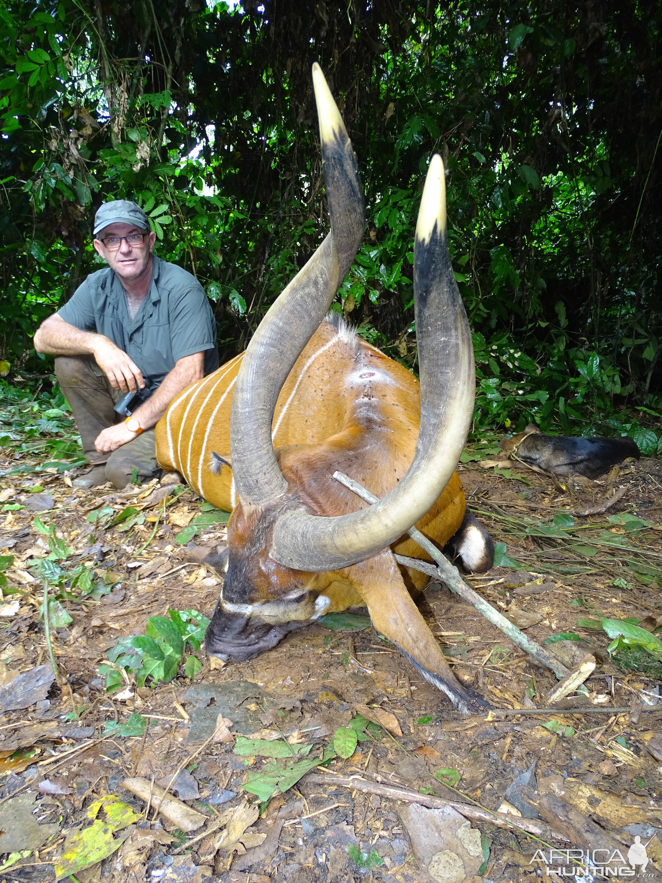 Bongo Hunting in Congo