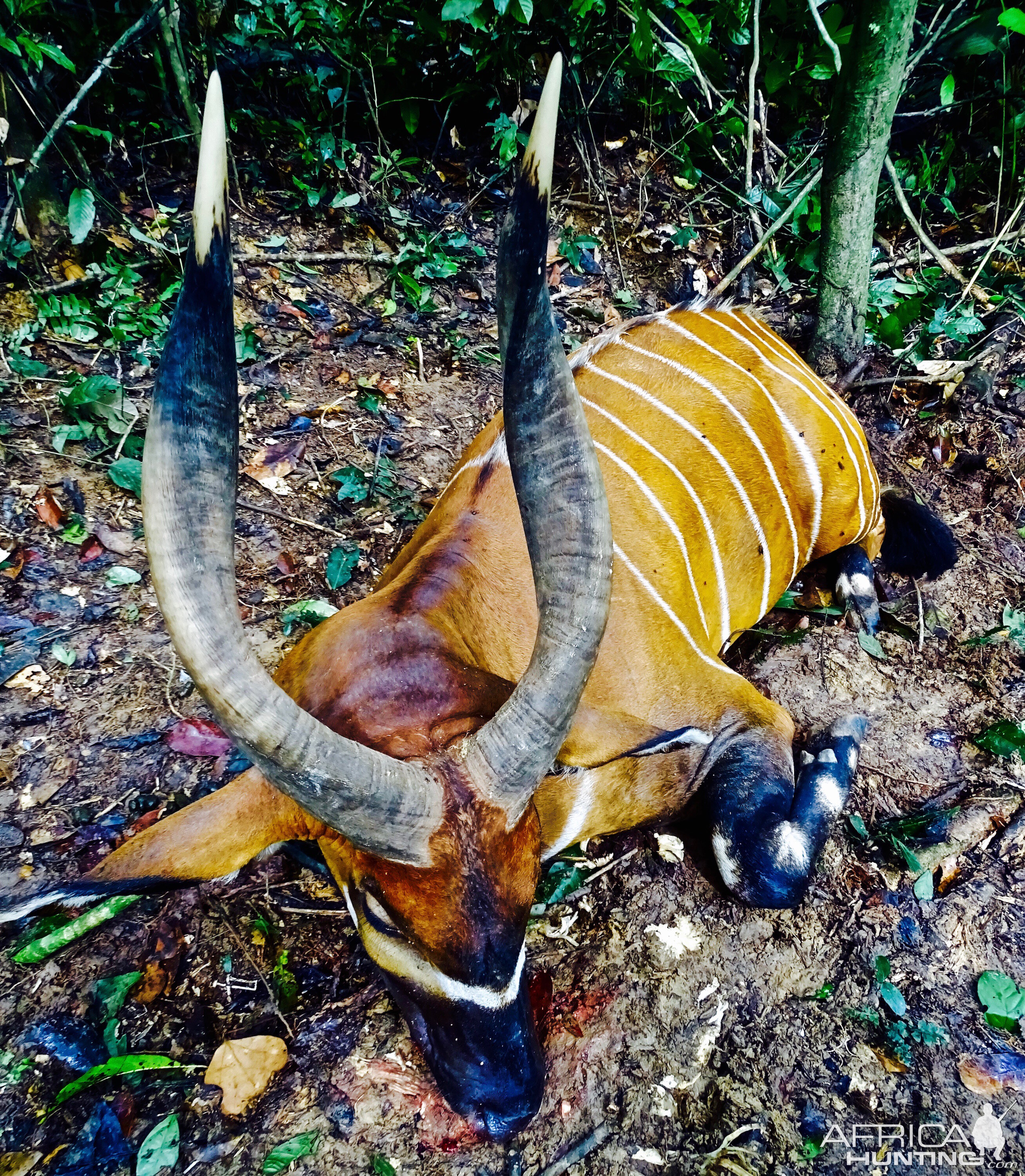 Bongo Hunting in the Congo