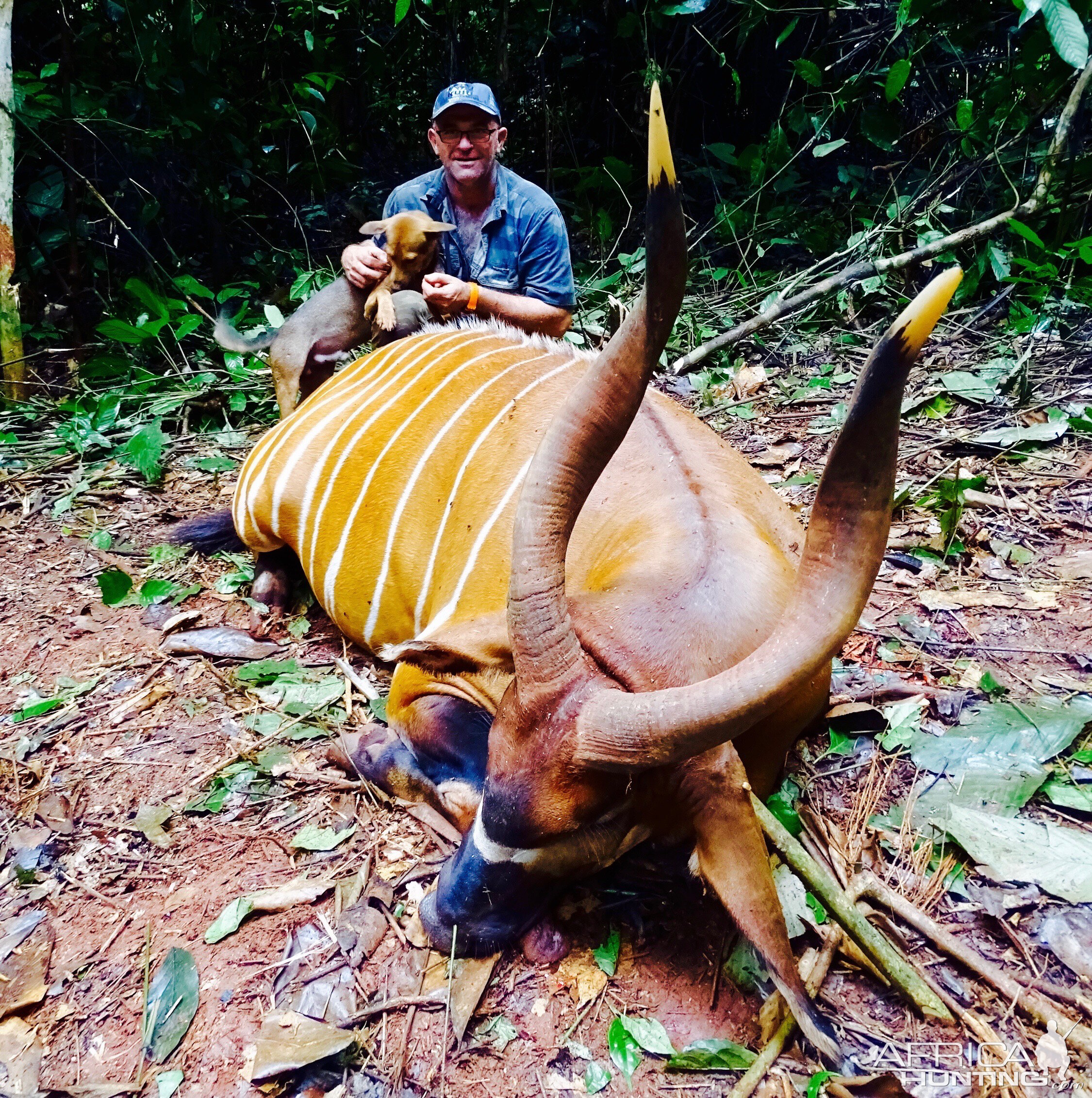 Bongo Hunting in the Congo