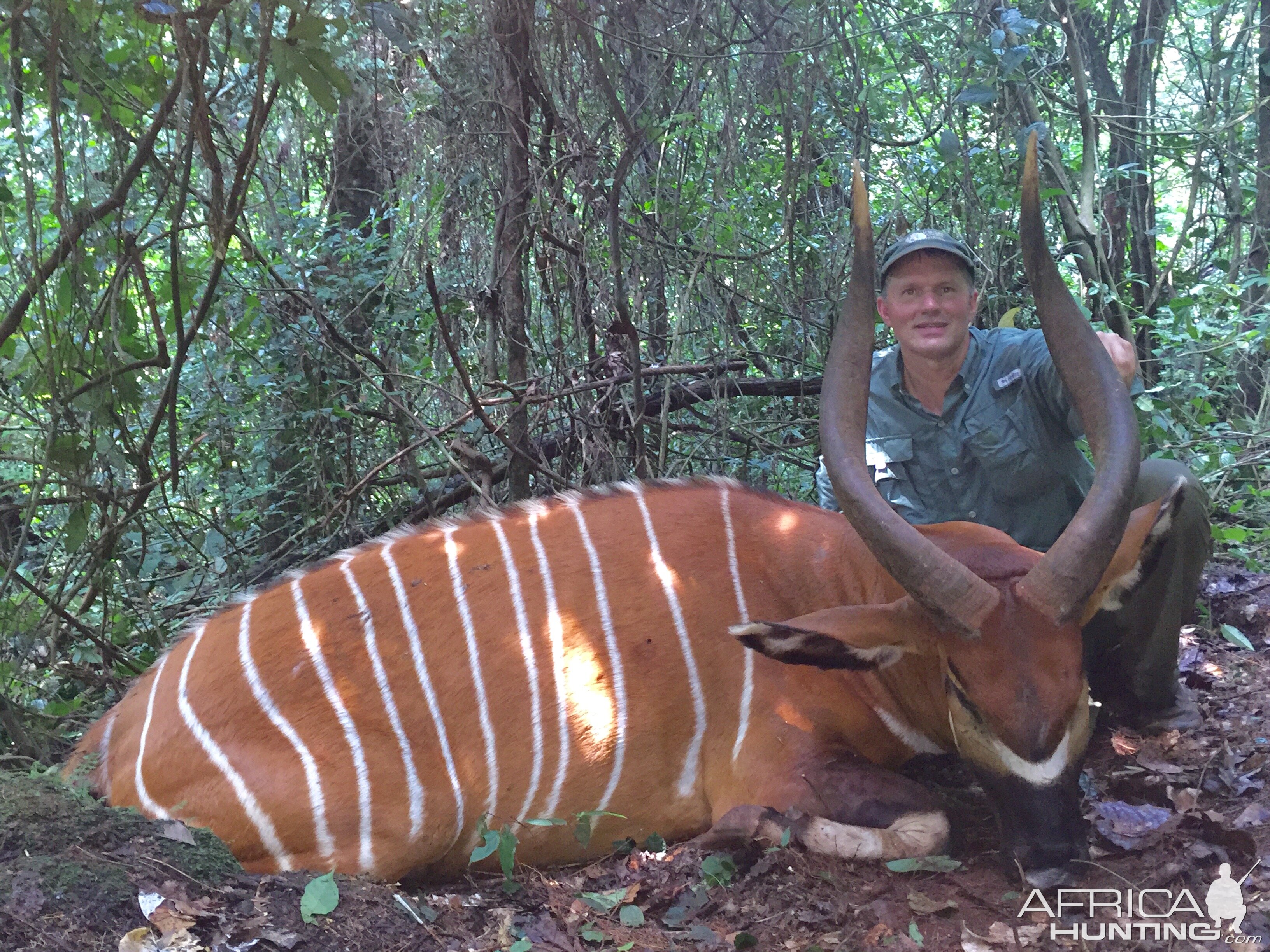 Bongo Hunting