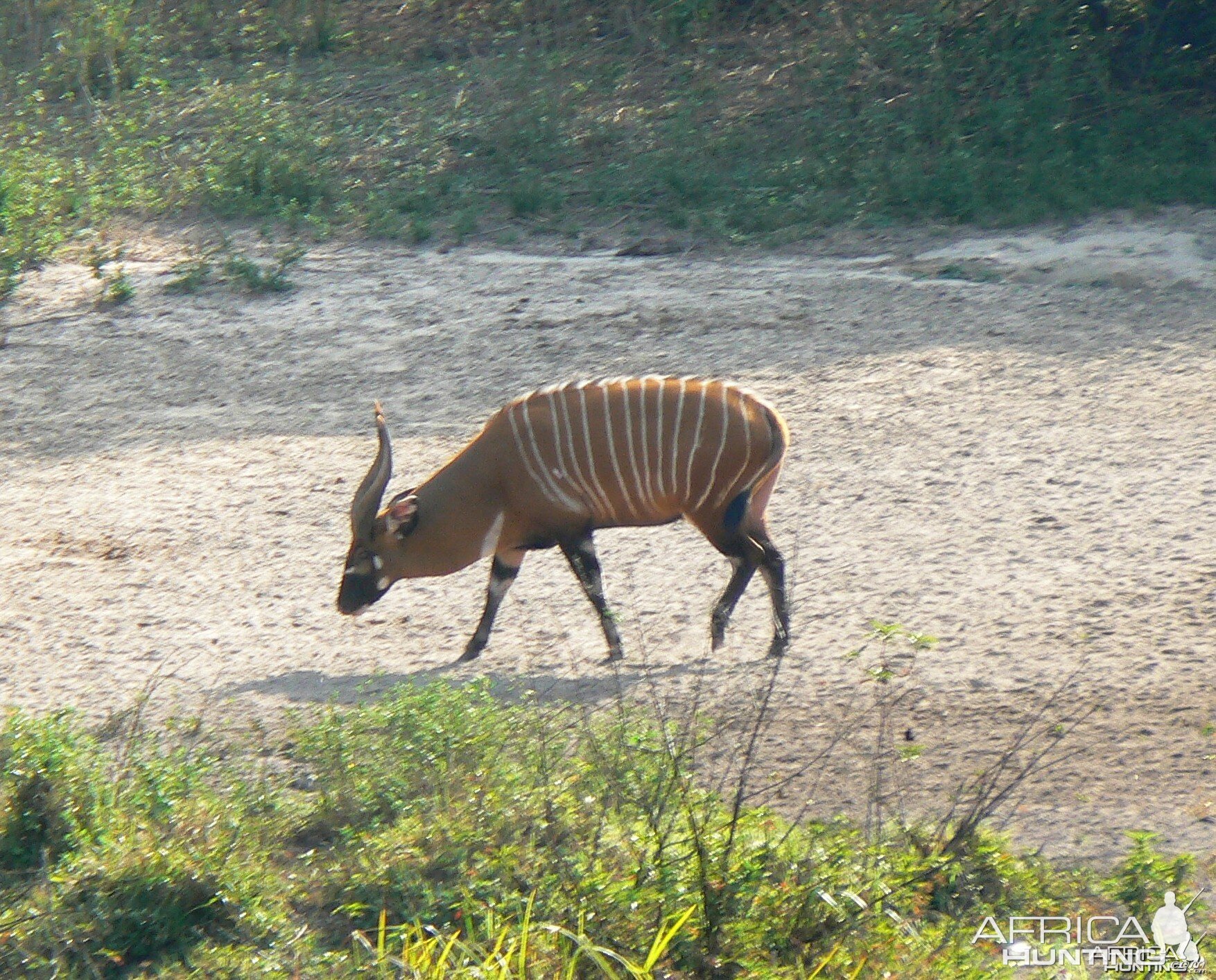 Bongo in CAR