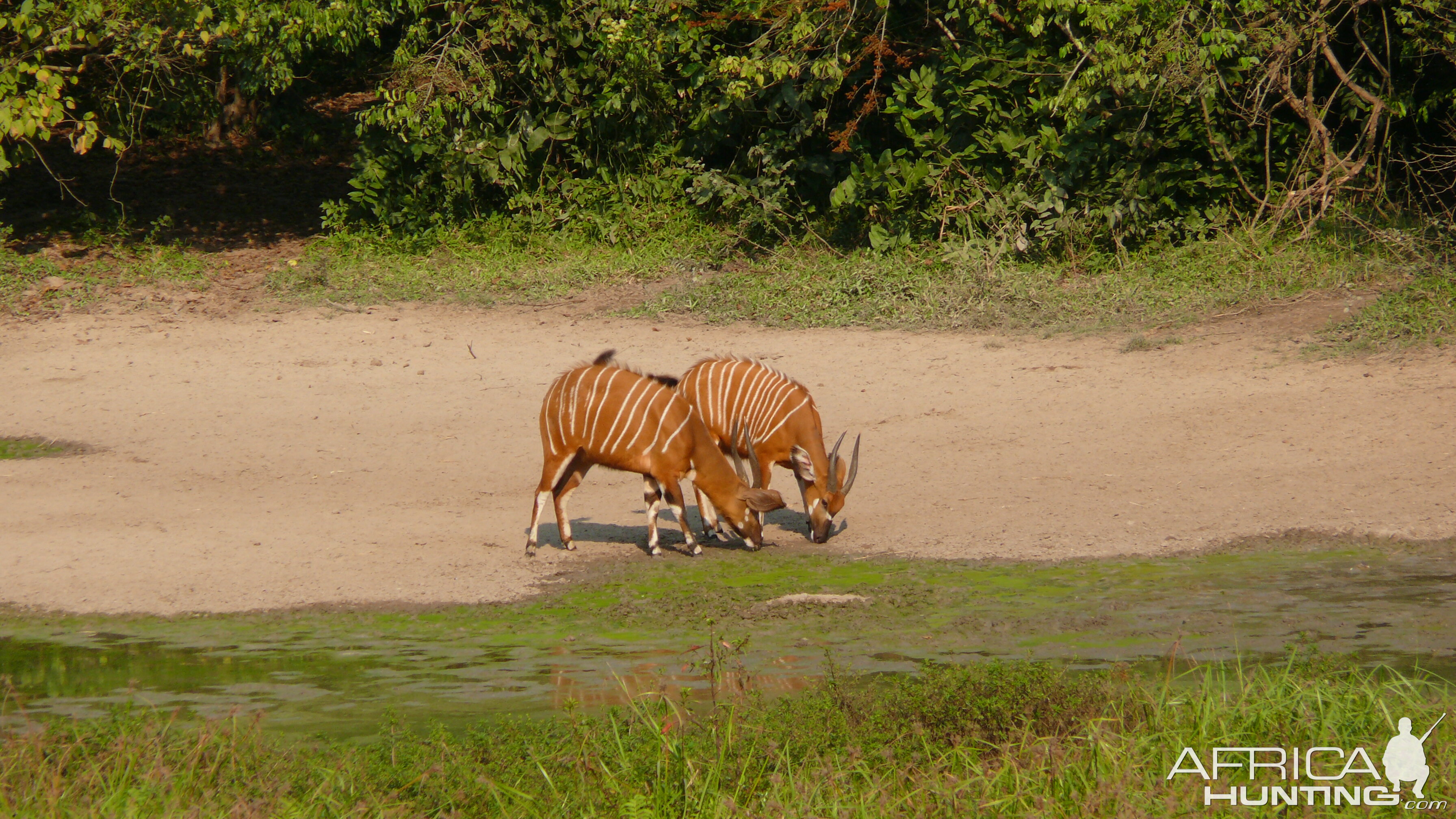 Bongo in Central African Republic