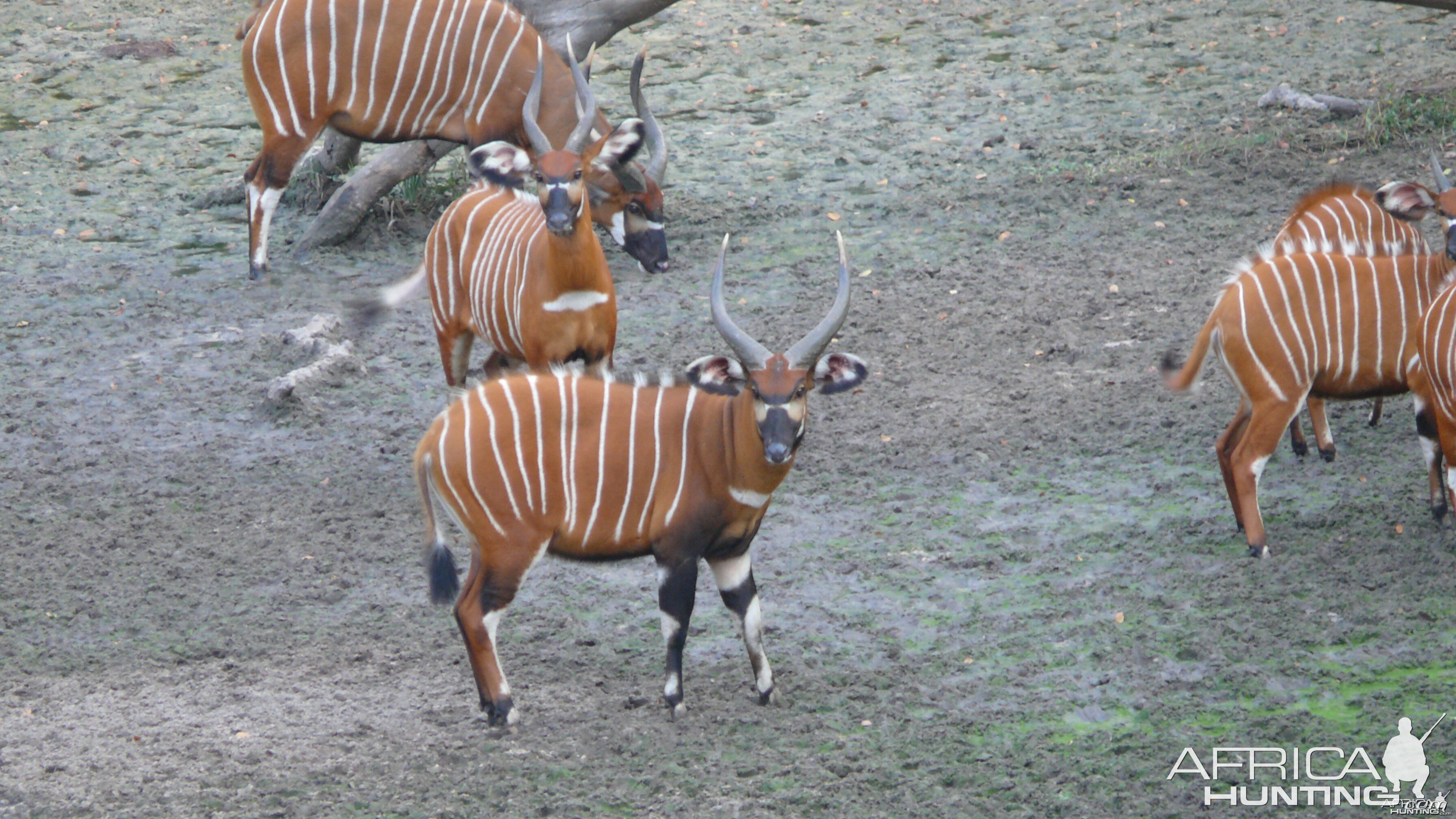 Bongo in Central African Republic