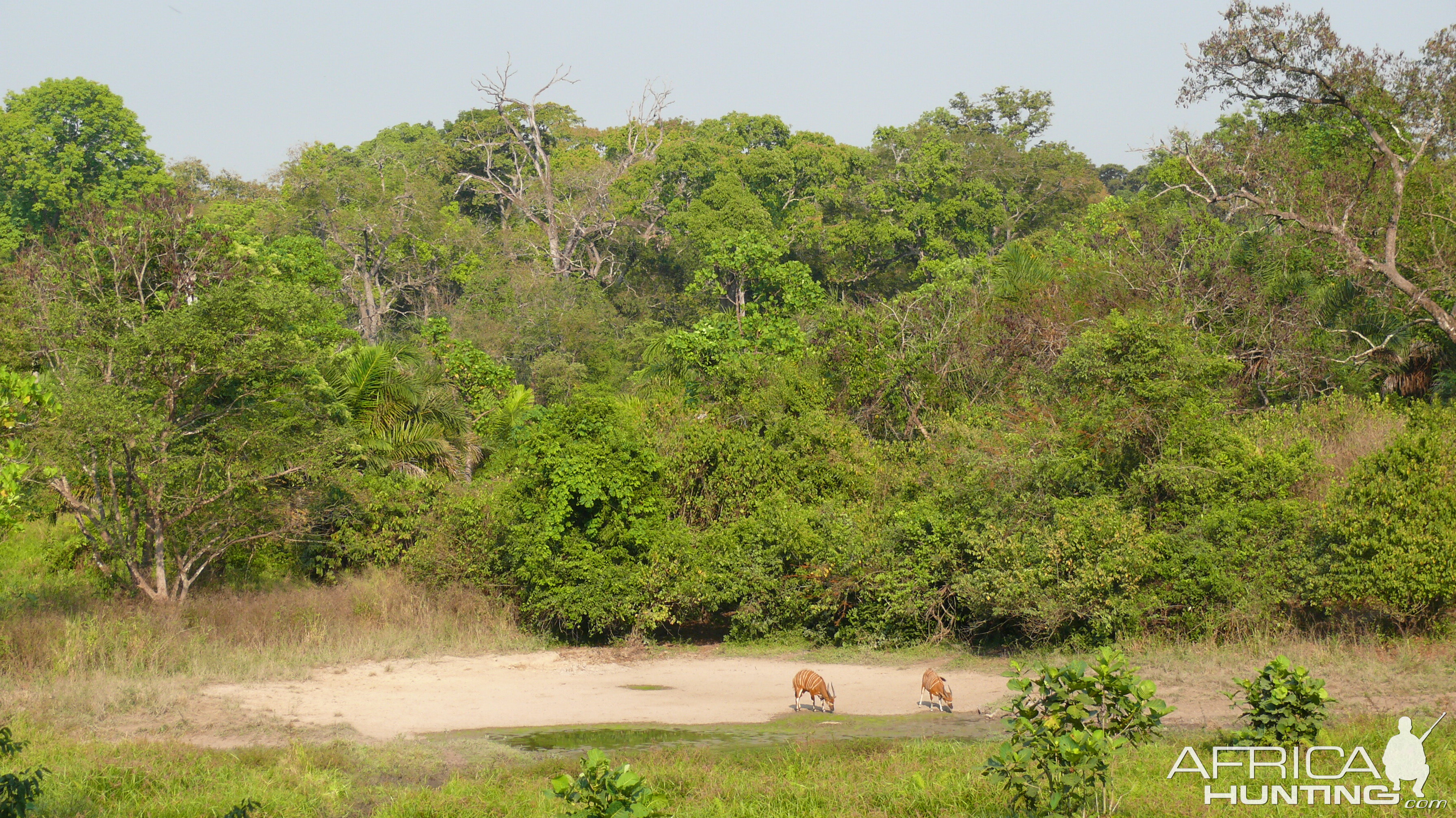 Bongo in Central African Republic