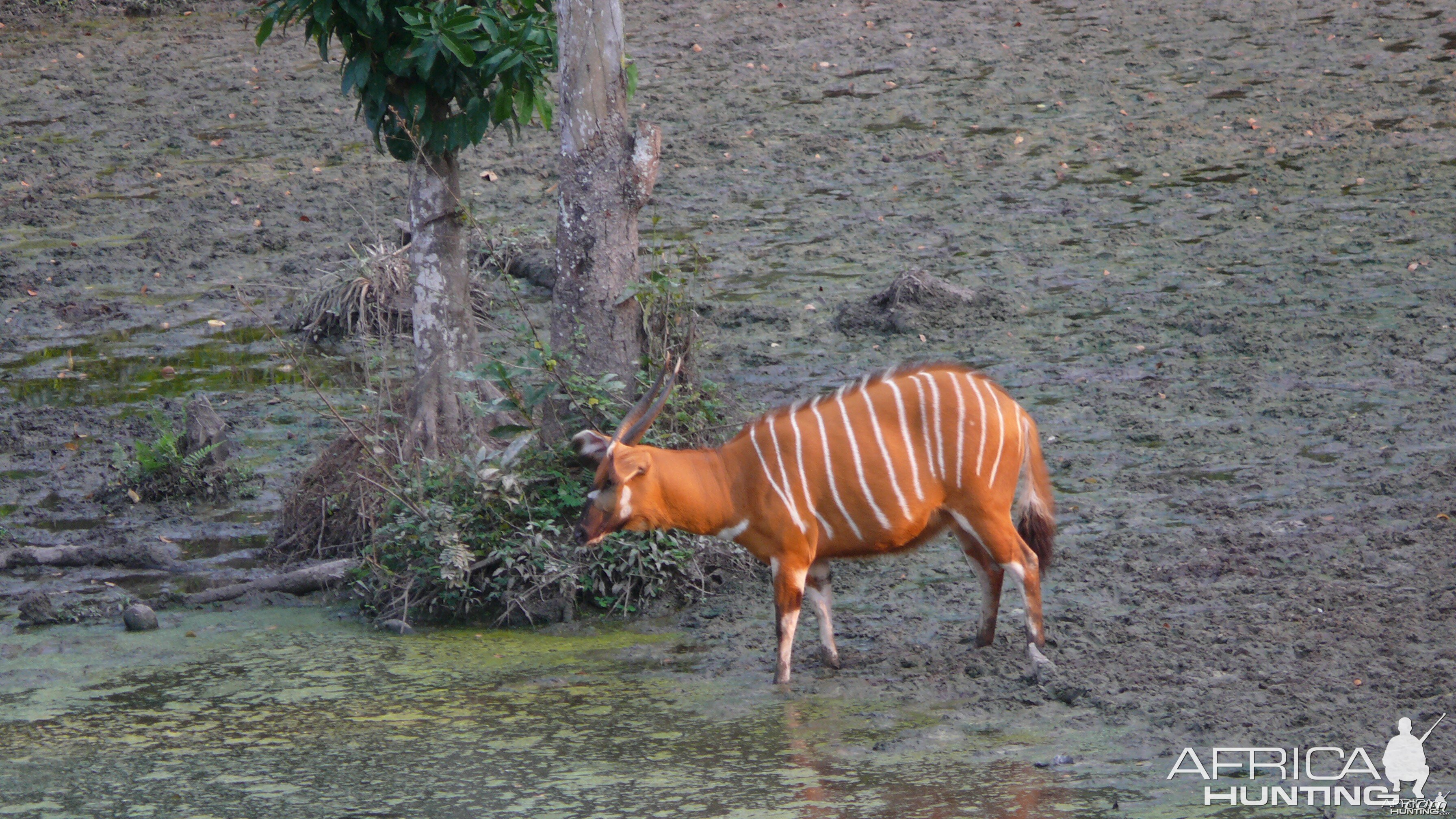 Bongo in Central African Republic