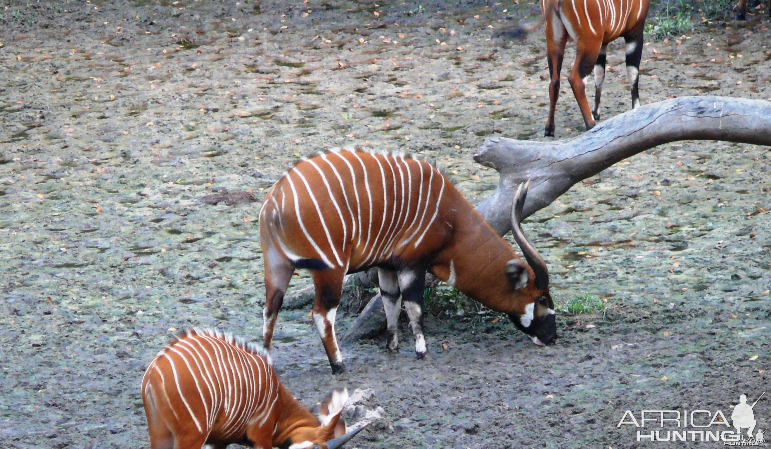 Bongo in Central African Republic