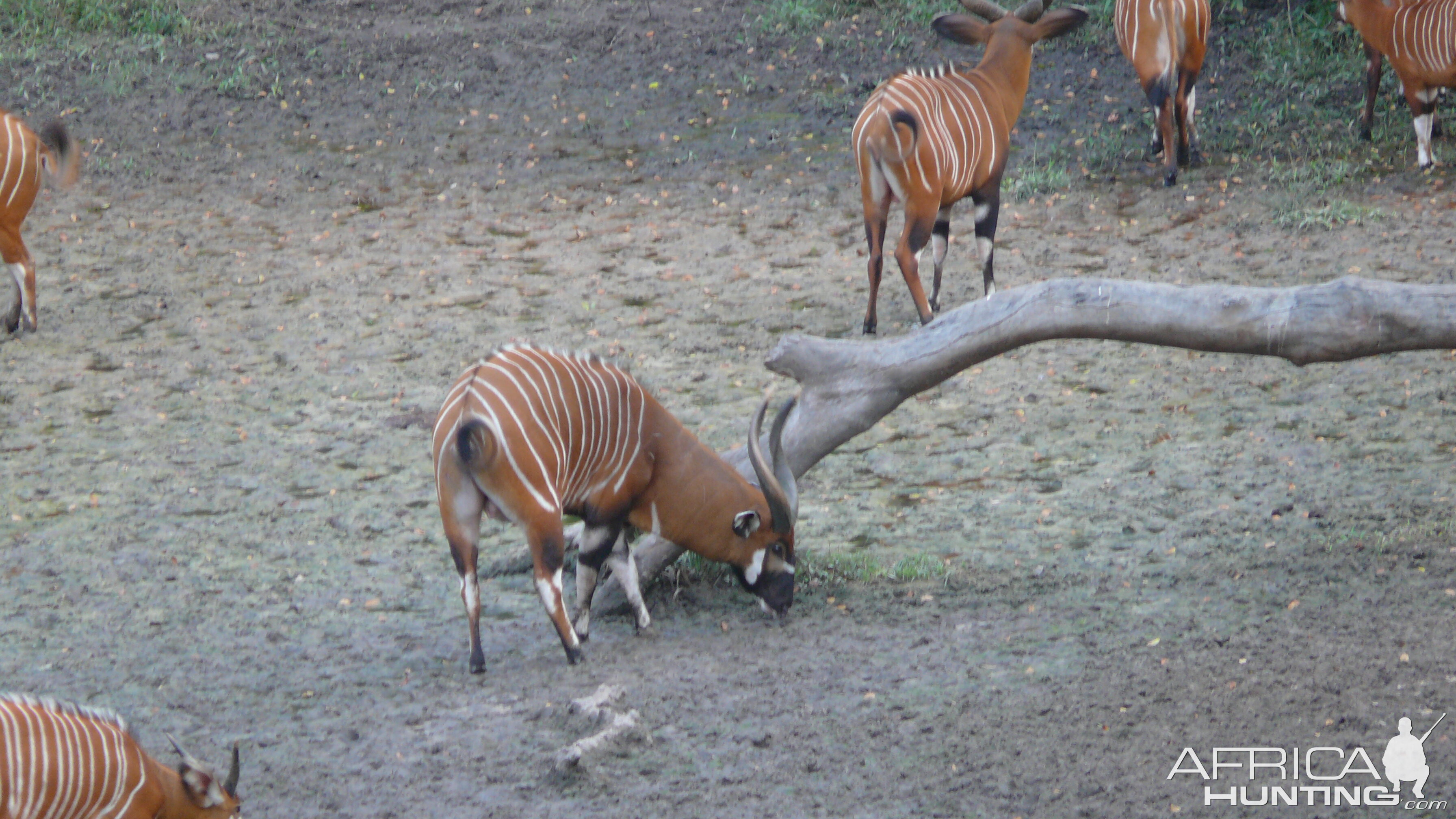 Bongo in Central African Republic