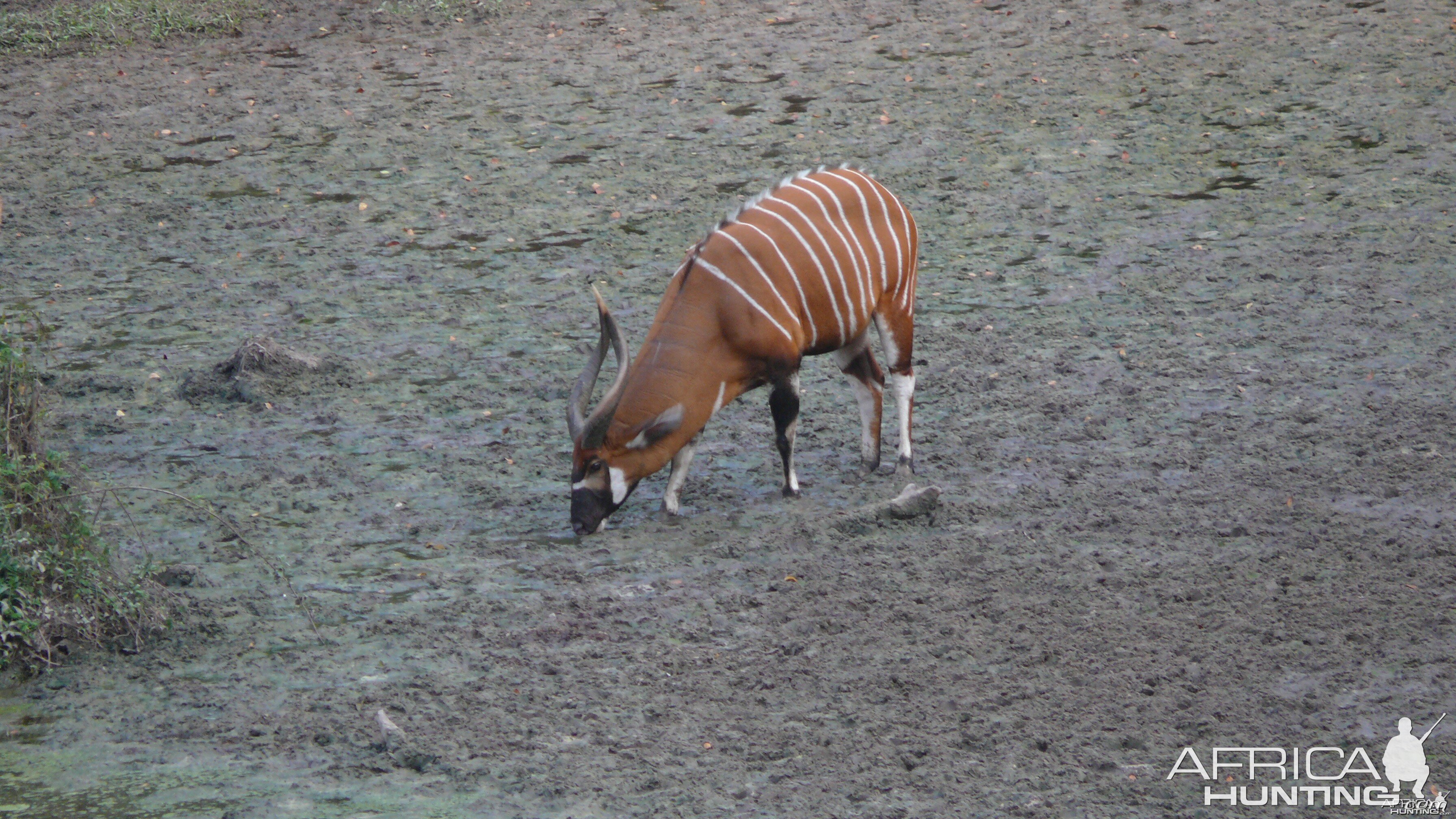 Bongo in Central African Republic