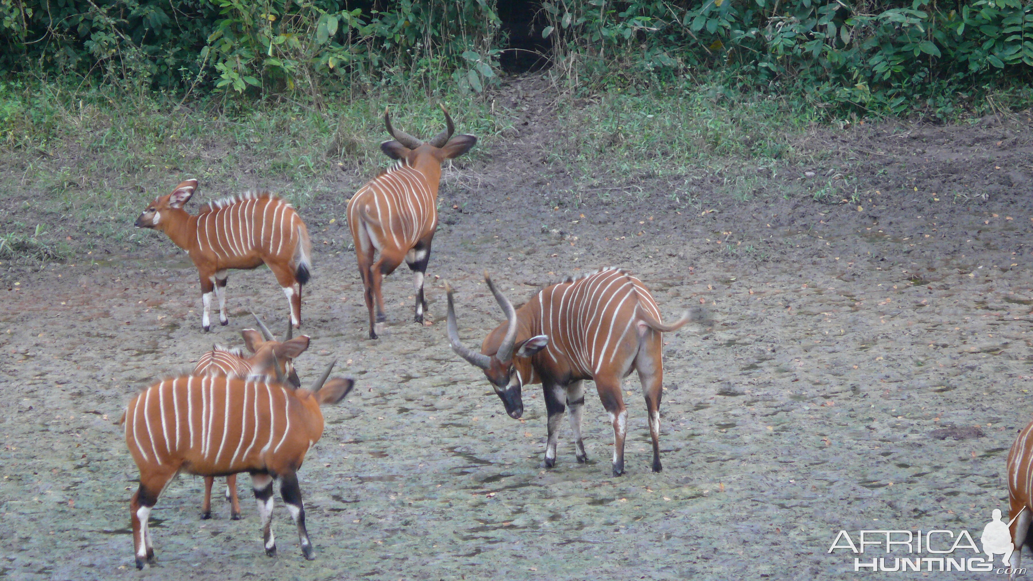 Bongo in Central African Republic