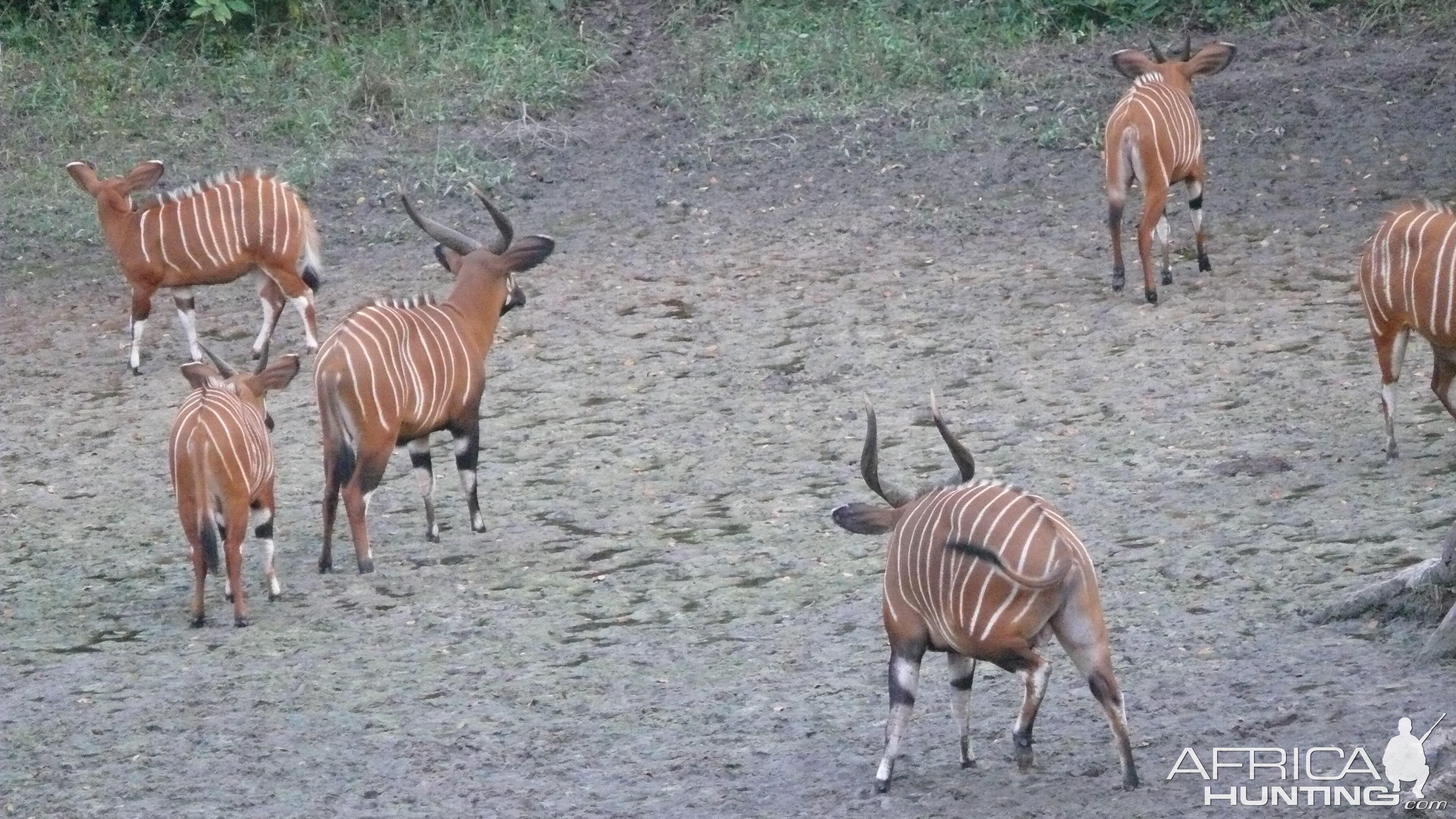 Bongo in Central African Republic