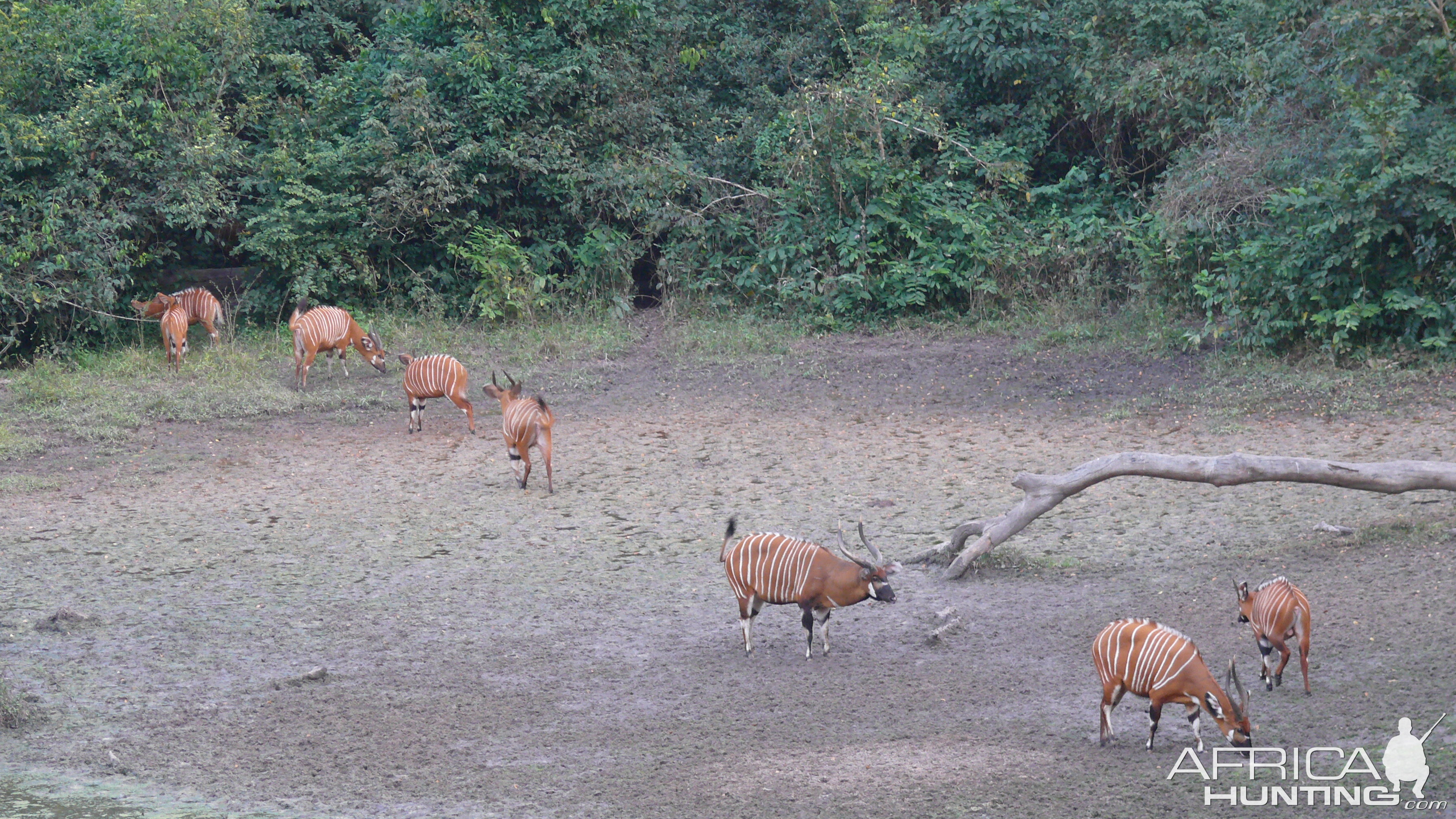 Bongo in Central African Republic