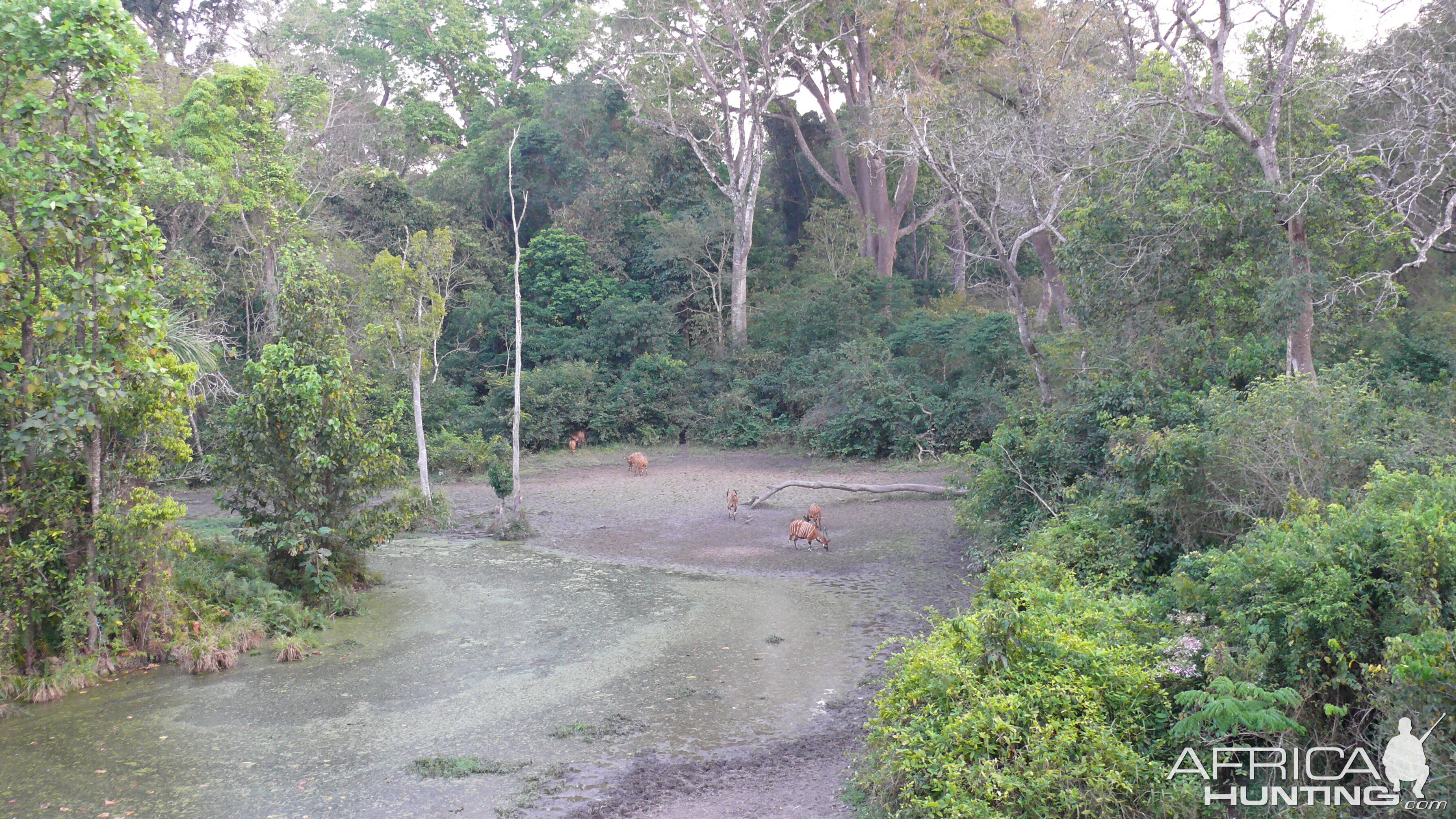 Bongo in Central African Republic