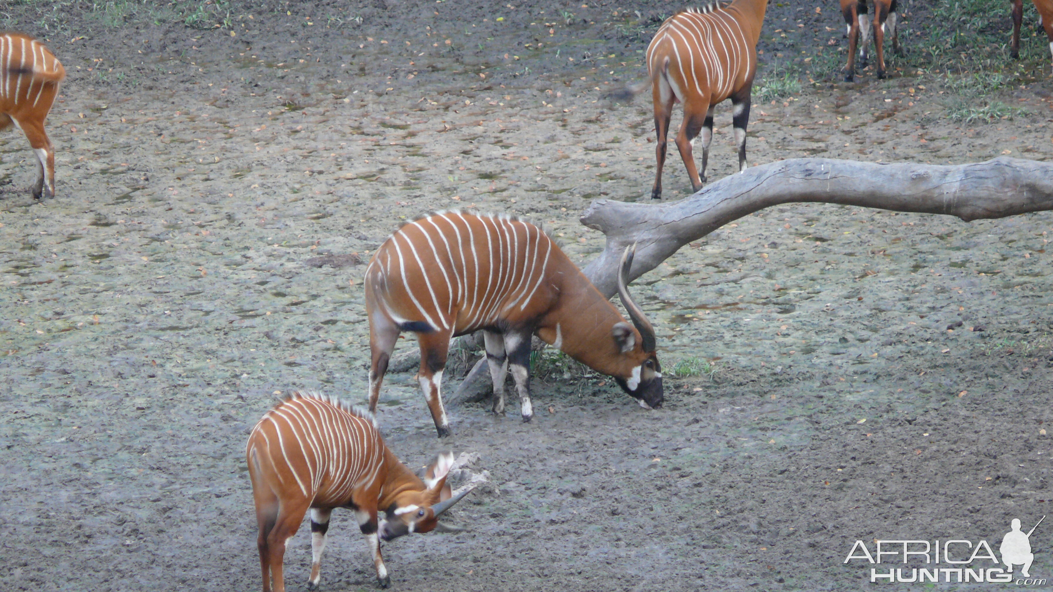 Bongo in Central African Republic