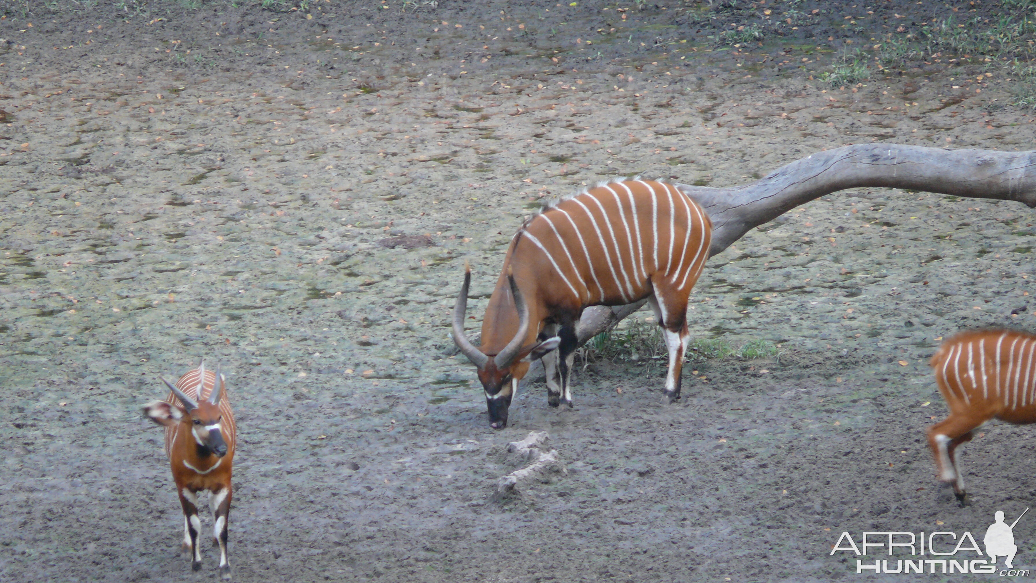 Bongo in Central African Republic